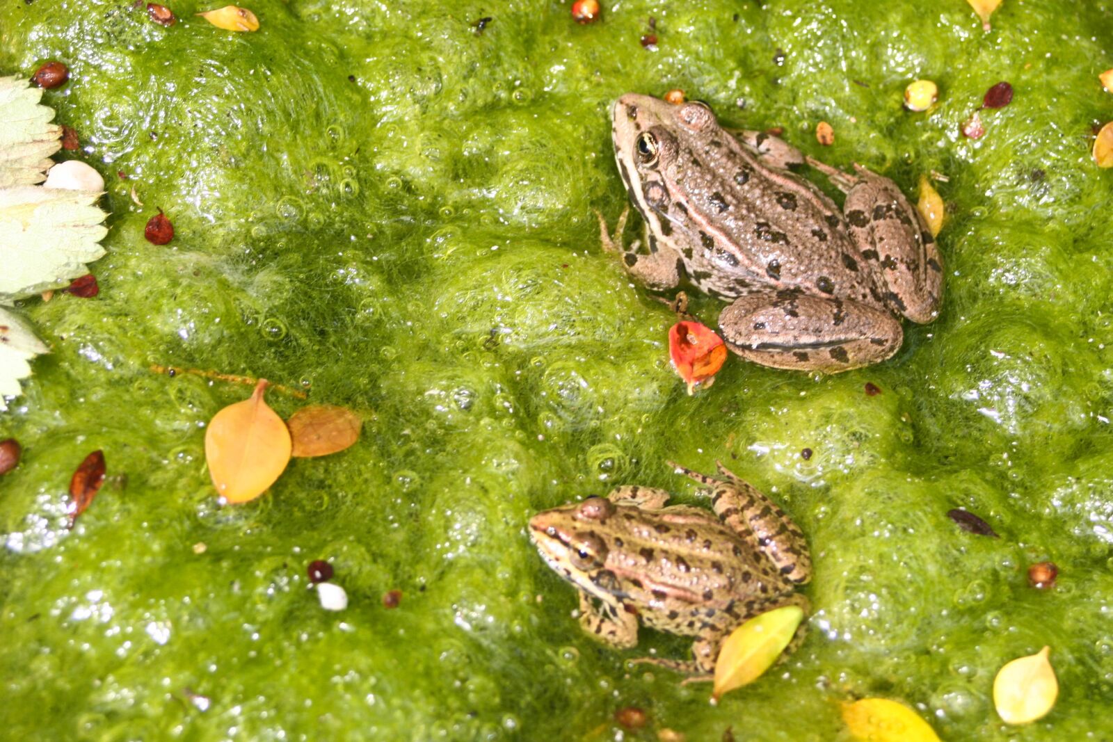 Canon EOS 20D sample photo. Frog, animals, frogs photography