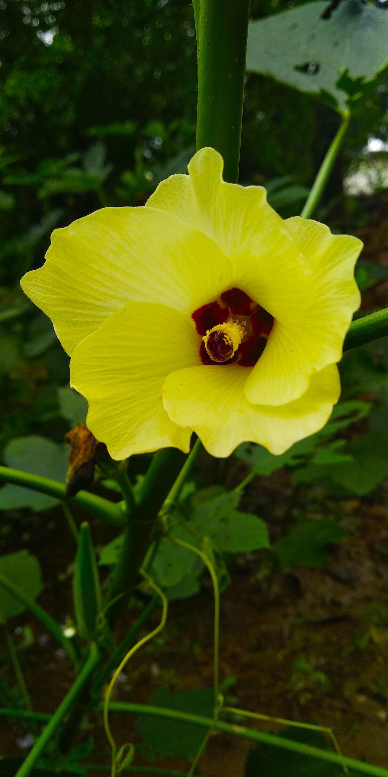 Xiaomi Redmi 5 sample photo. Yellow flower, forest flower photography