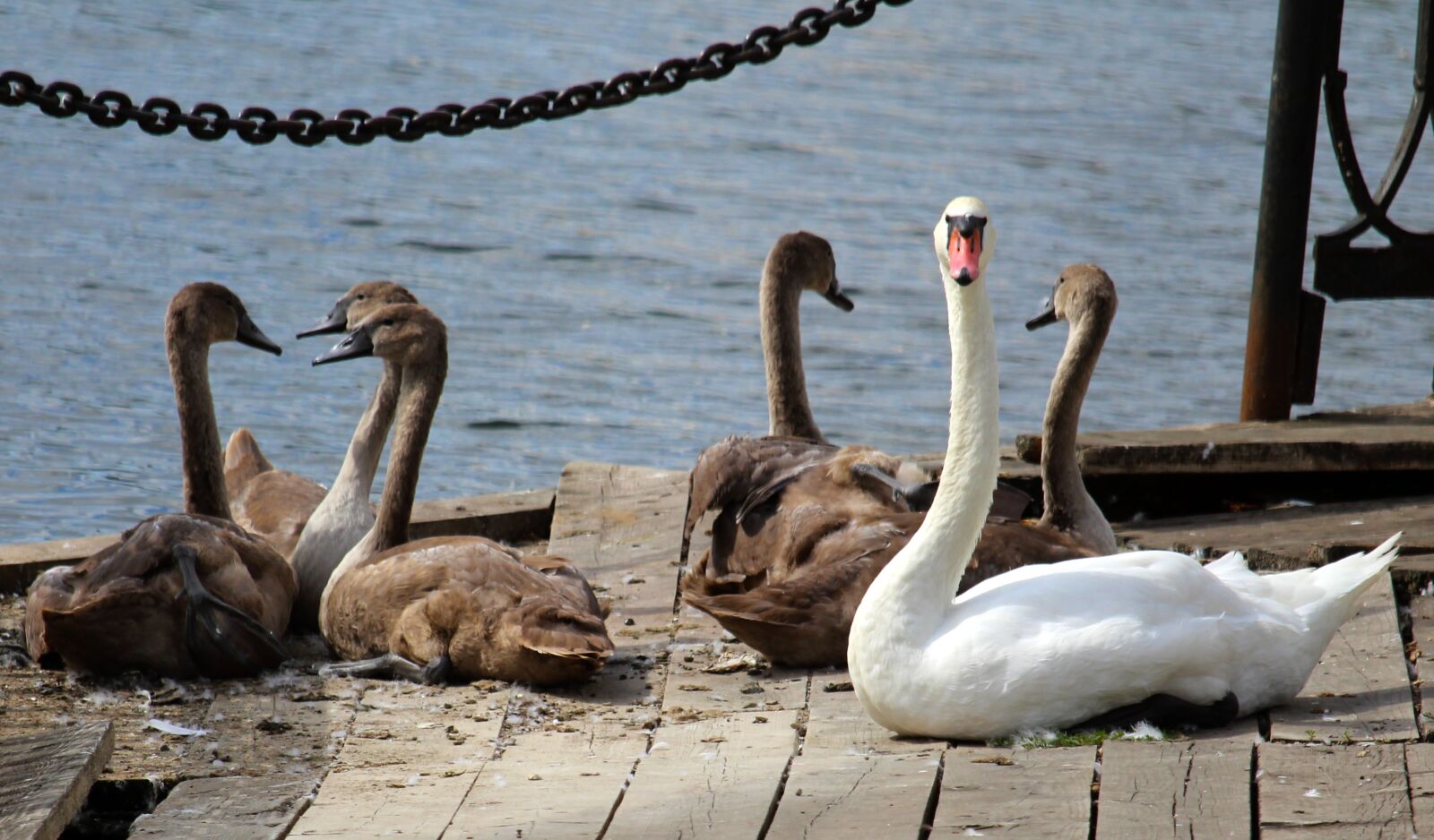 Canon EOS 1200D (EOS Rebel T5 / EOS Kiss X70 / EOS Hi) sample photo. Swans, birds, swan photography