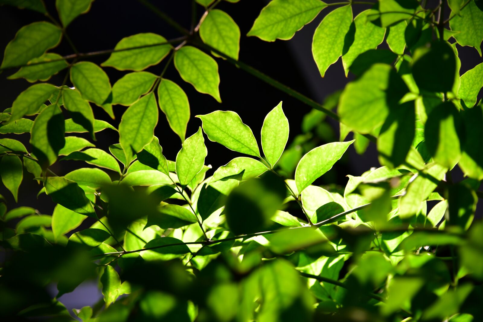 Nikon D850 sample photo. Leaves, plant, tree photography