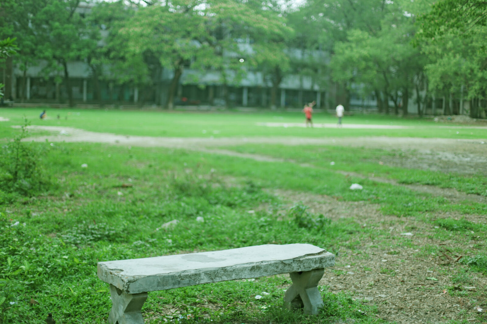 Canon EOS 6D + Canon EF 50mm F1.4 USM sample photo. Evergreen, green, nature, nature photography