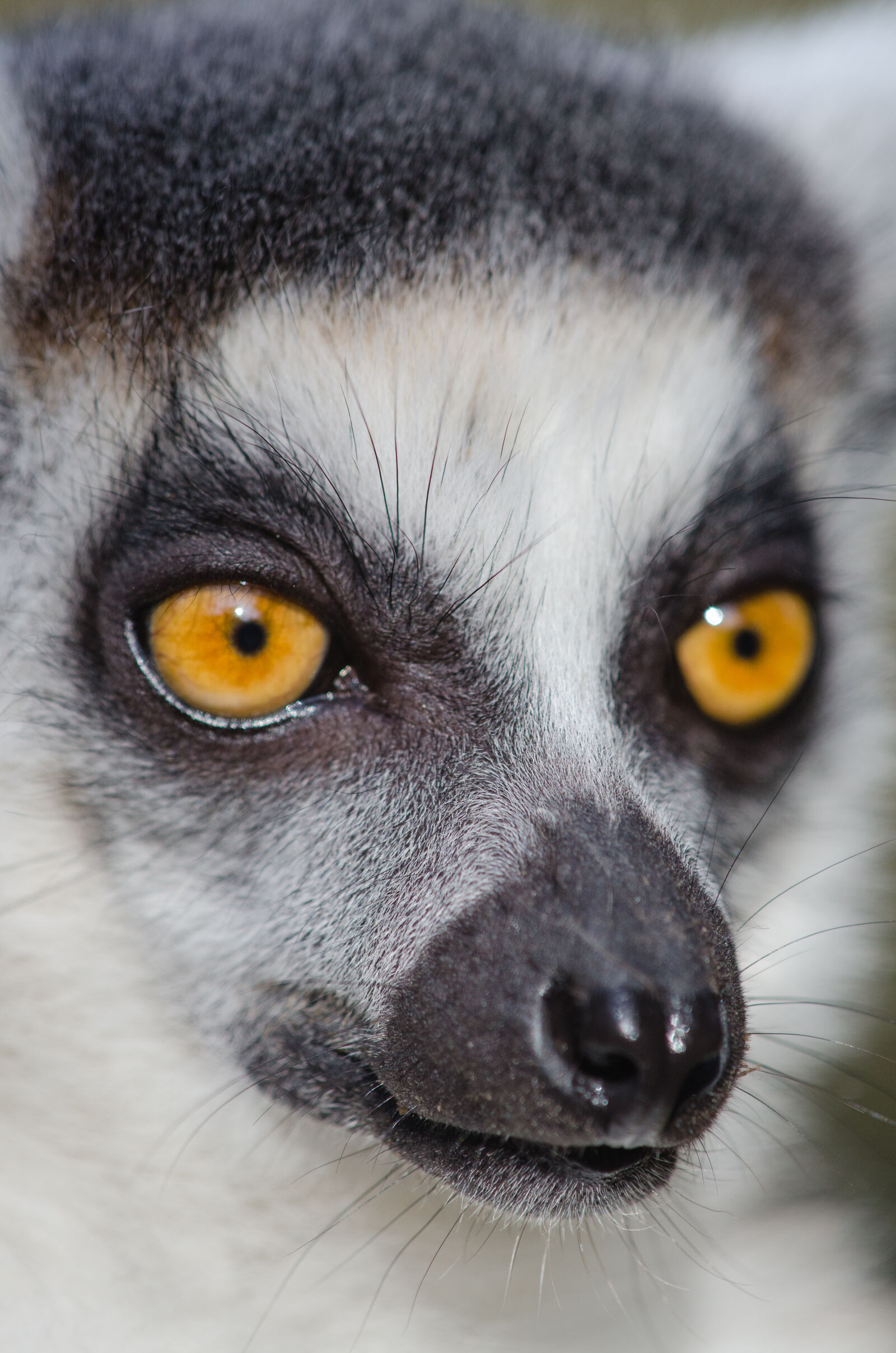 Nikon D7000 + Sigma APO Tele Macro 300mm F4 sample photo