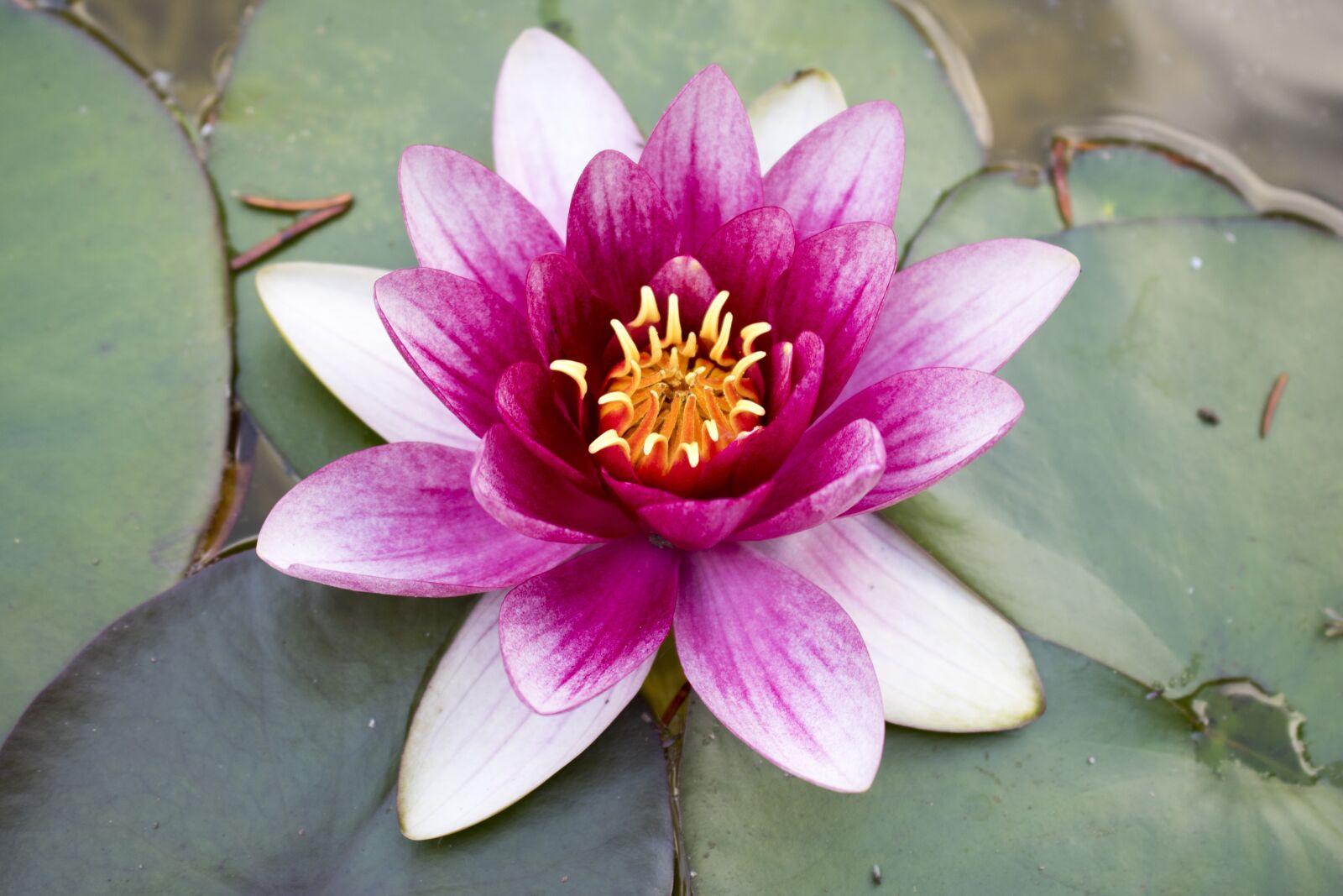 Canon EOS 750D (EOS Rebel T6i / EOS Kiss X8i) sample photo. Water lily, pink, aquatic photography