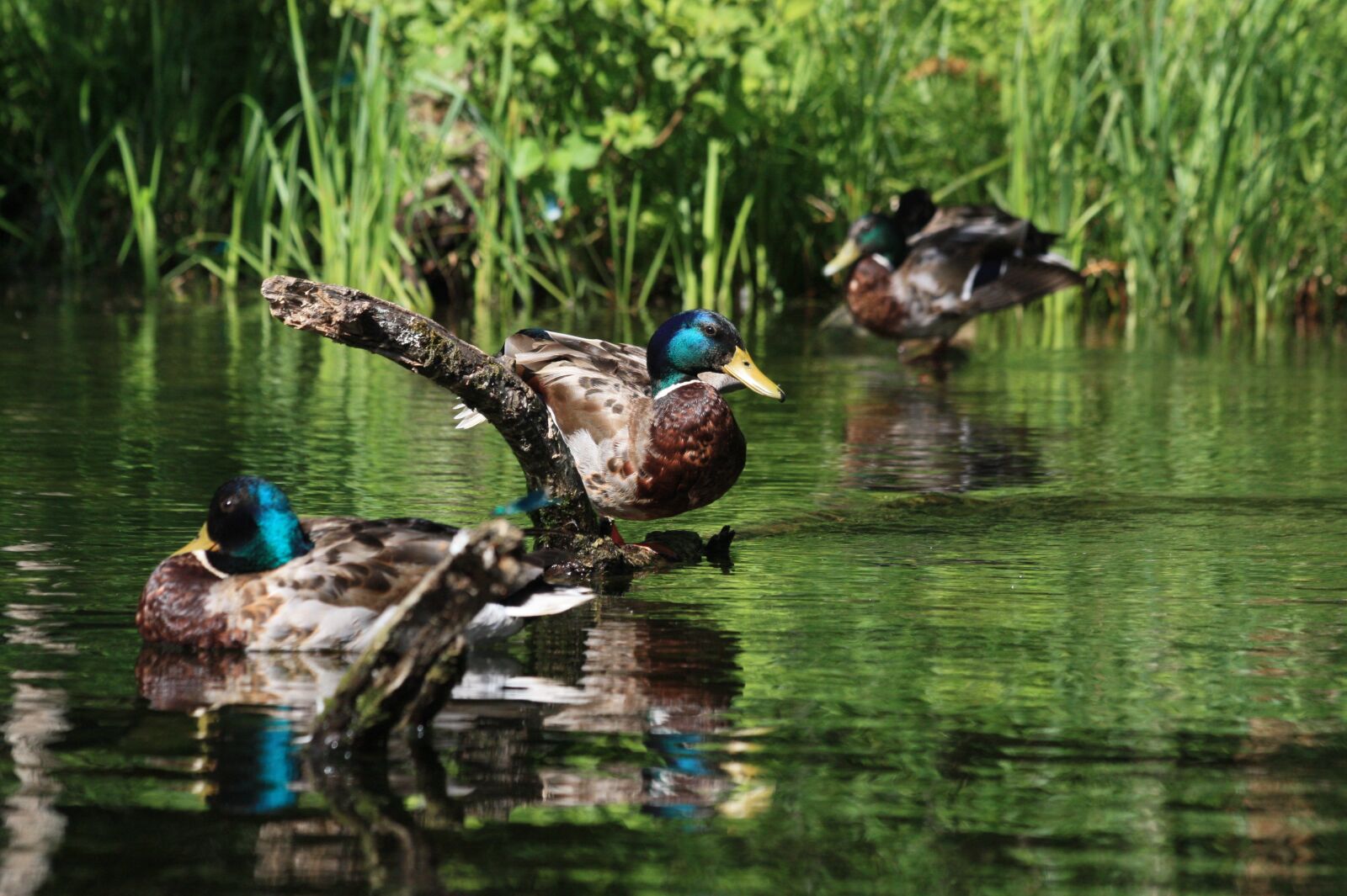 Canon EOS 450D (EOS Rebel XSi / EOS Kiss X2) sample photo. Ducks, pond, duck photography