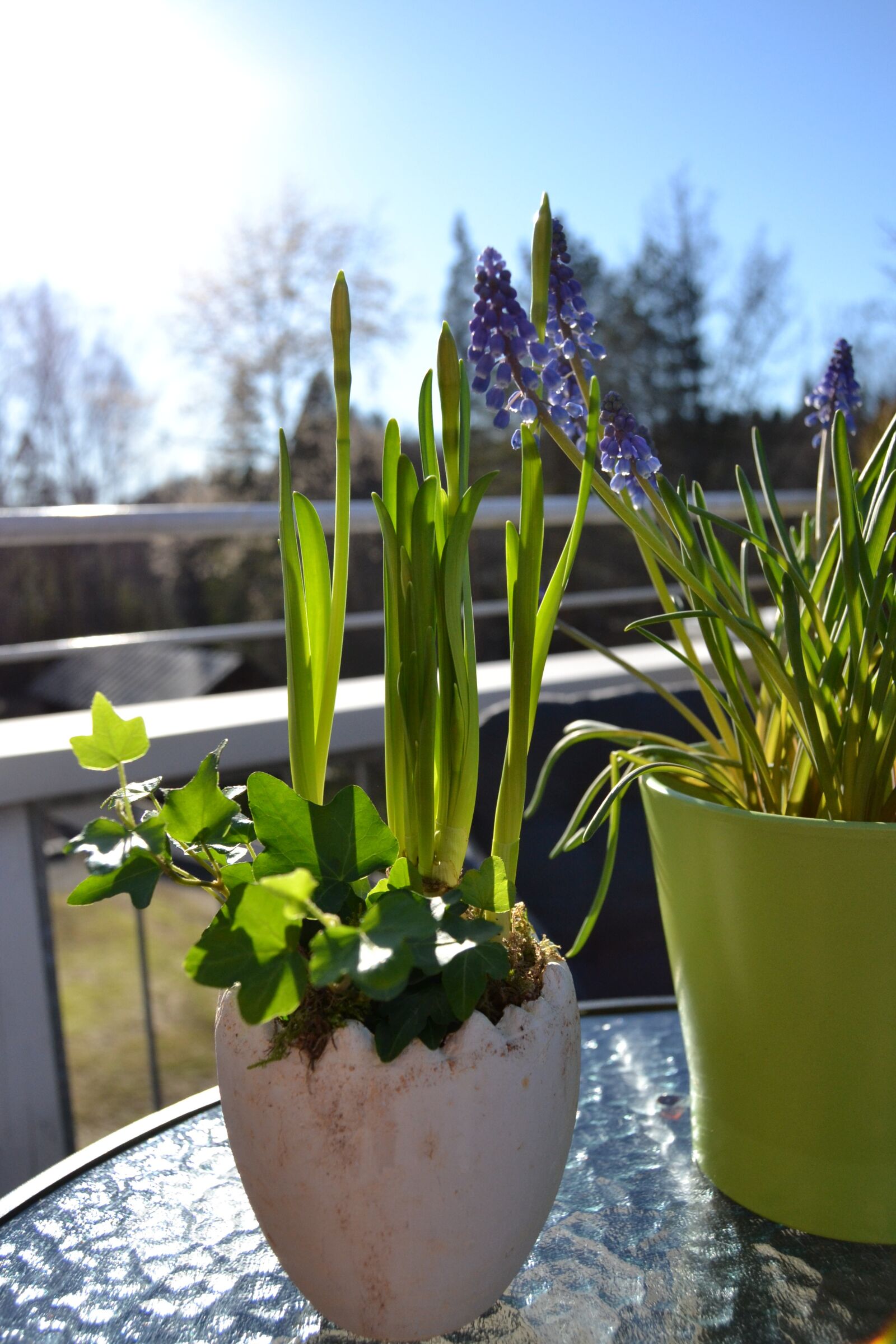 Nikon D3100 sample photo. Narcissus, spring, head photography