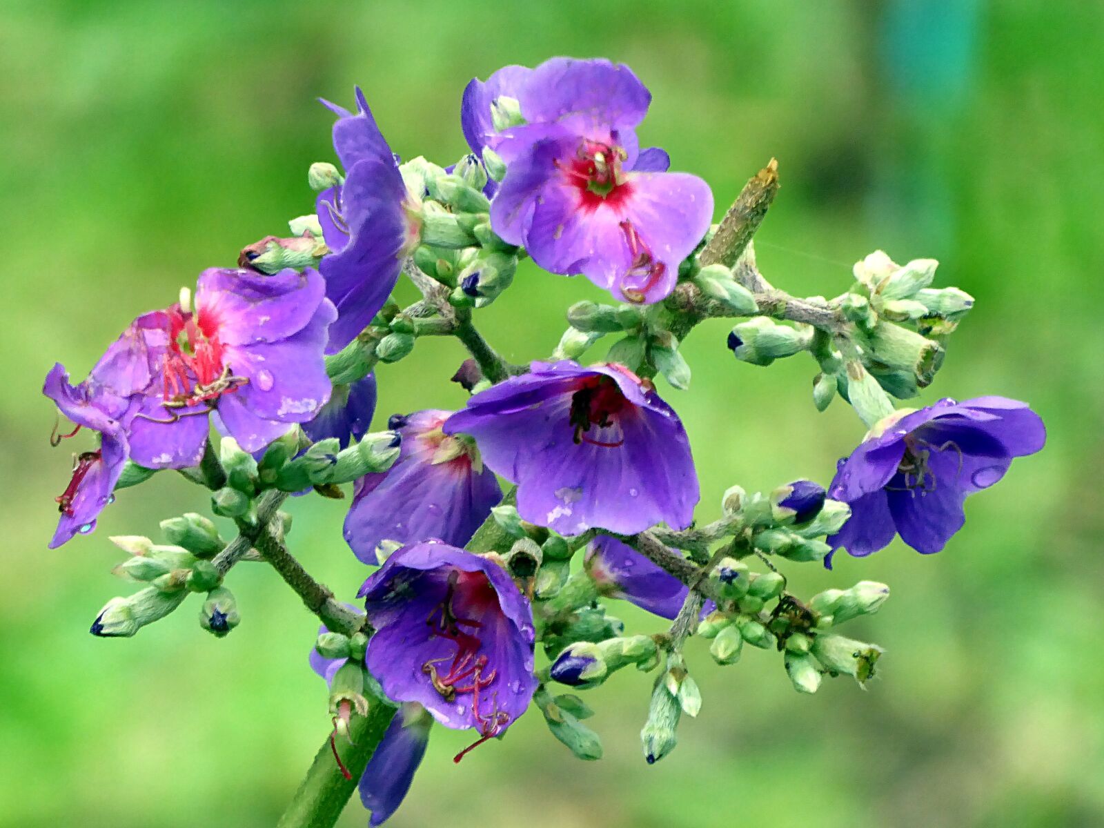 Panasonic Lumix DMC-ZS50 (Lumix DMC-TZ70) sample photo. Flower, violet, tibouchina photography