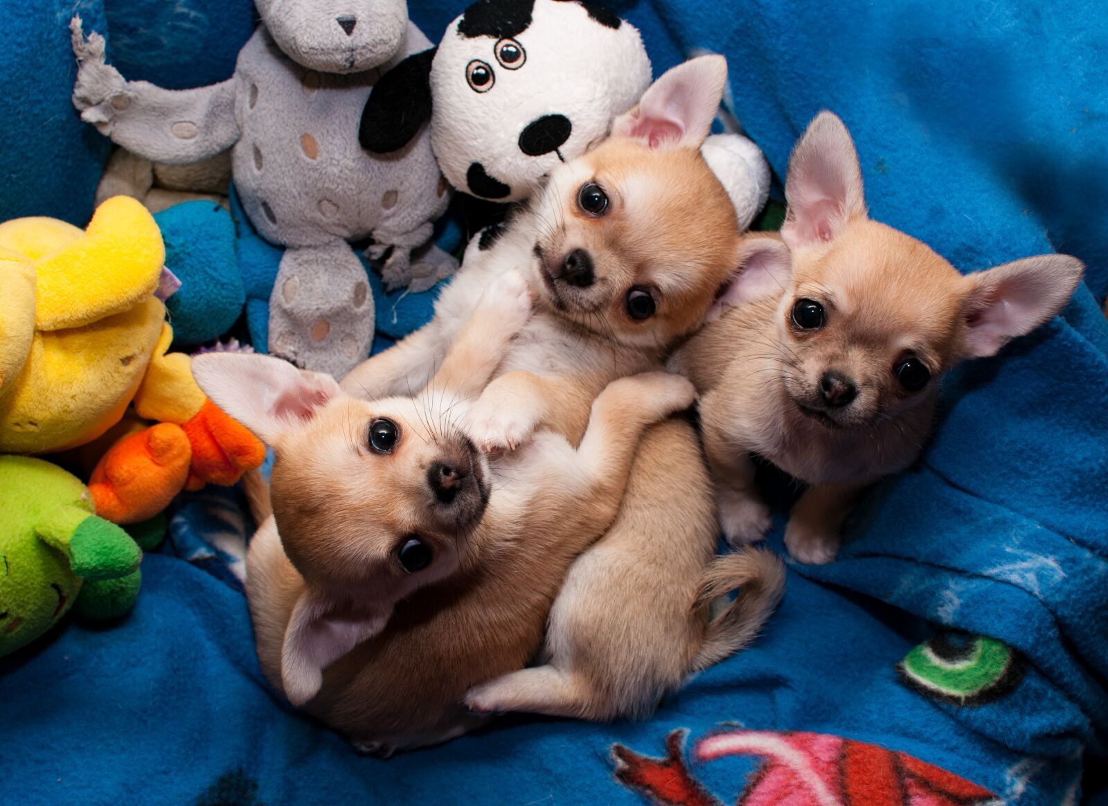 Nikon D300 sample photo. Chihuahua, dogs, mini photography