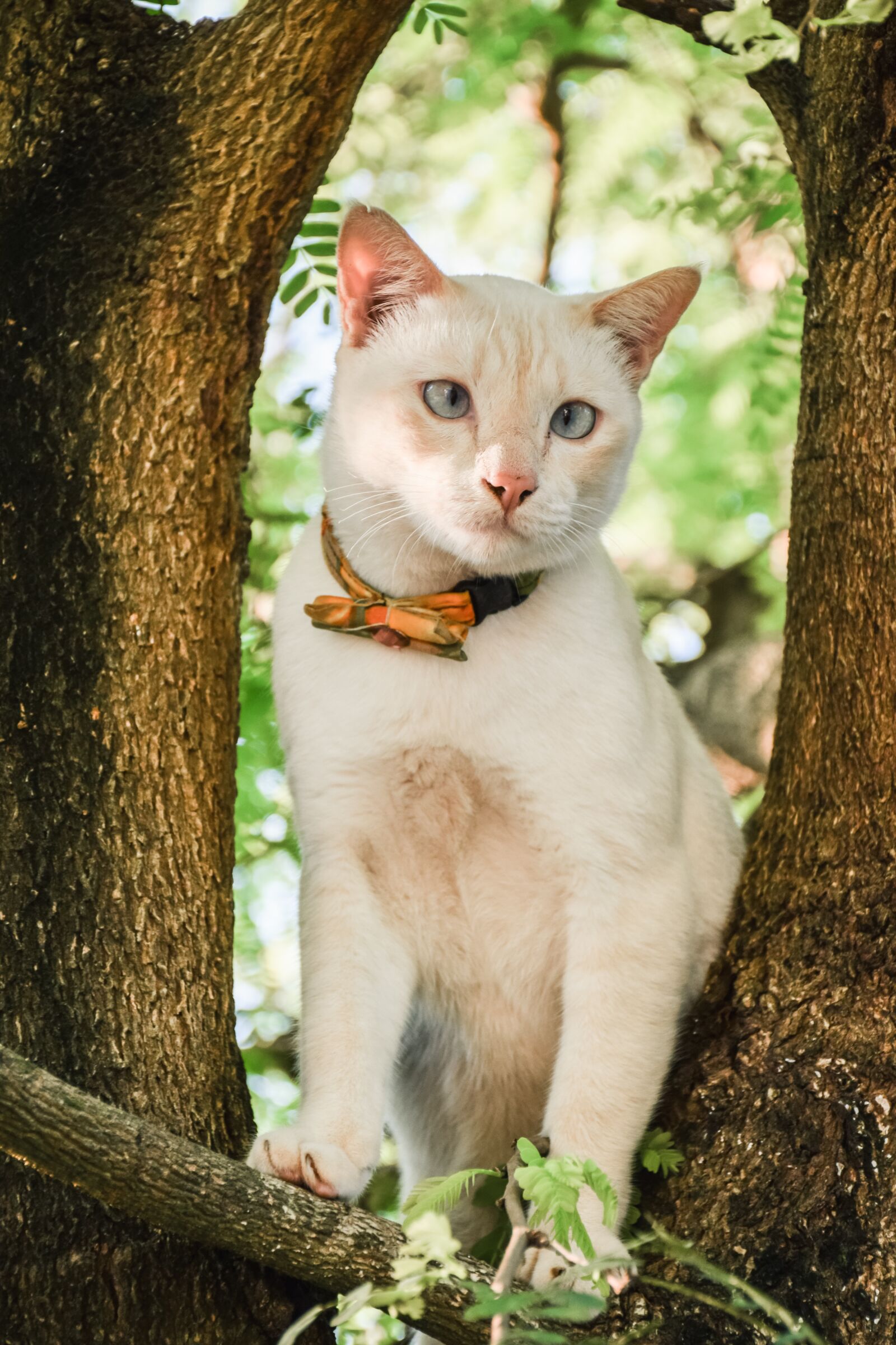 Nikon D5300 sample photo. Animals, pets, cat photography