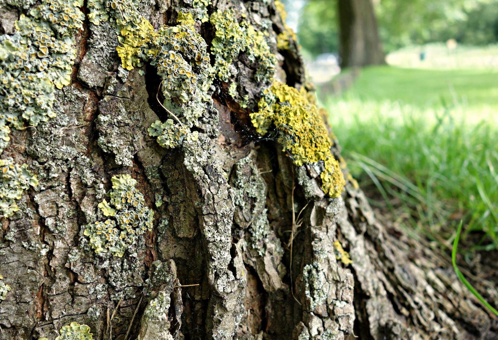 Sony Cyber-shot DSC-RX100 sample photo. Tree, trunk, bark photography