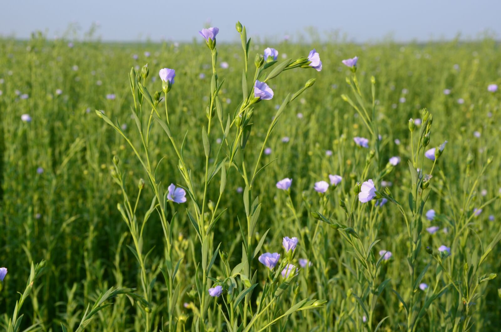 Nikon D7000 sample photo. Flax, flower, linen flower photography