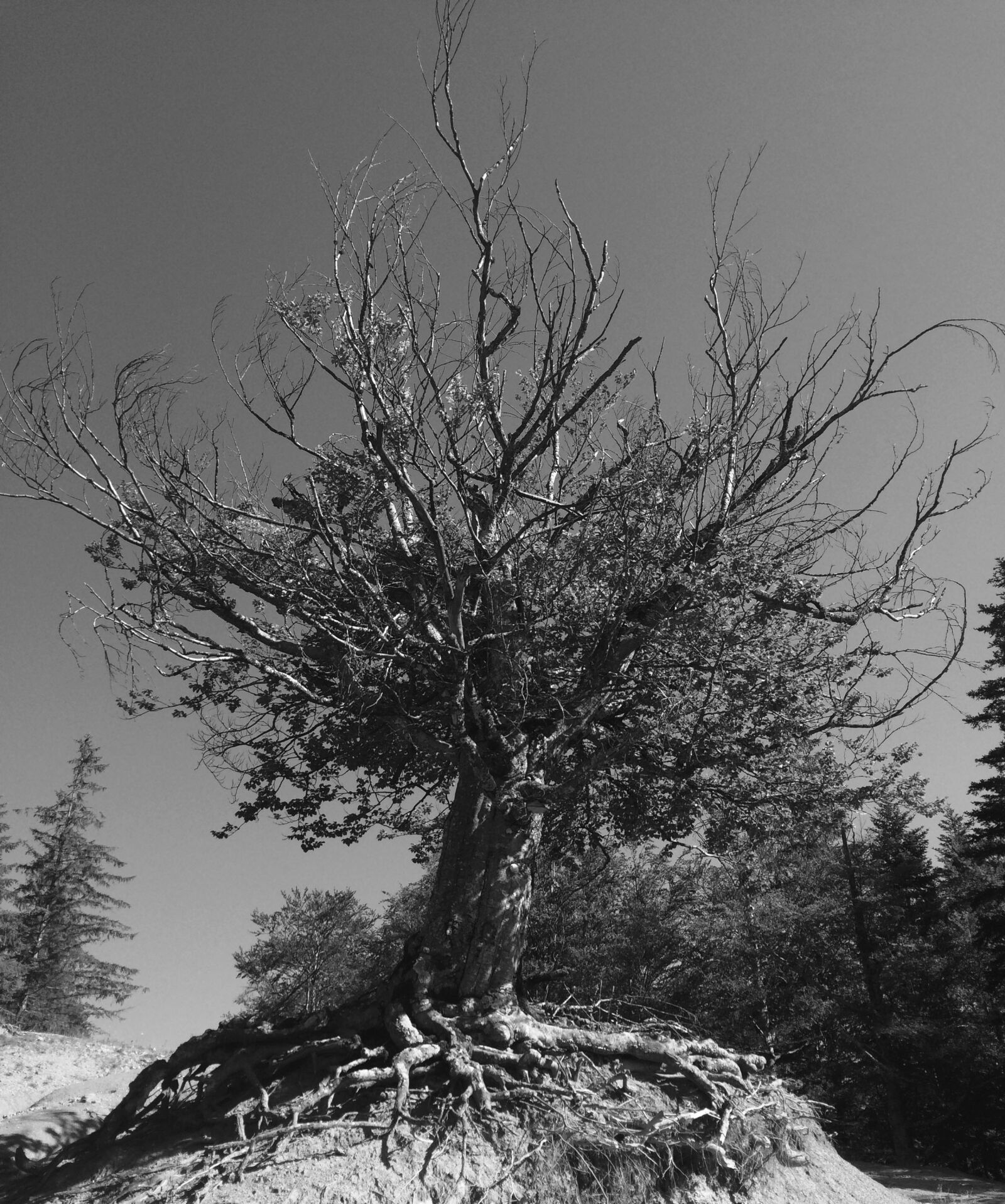 iPhone 5s back camera 4.15mm f/2.2 sample photo. Black and white, tree photography