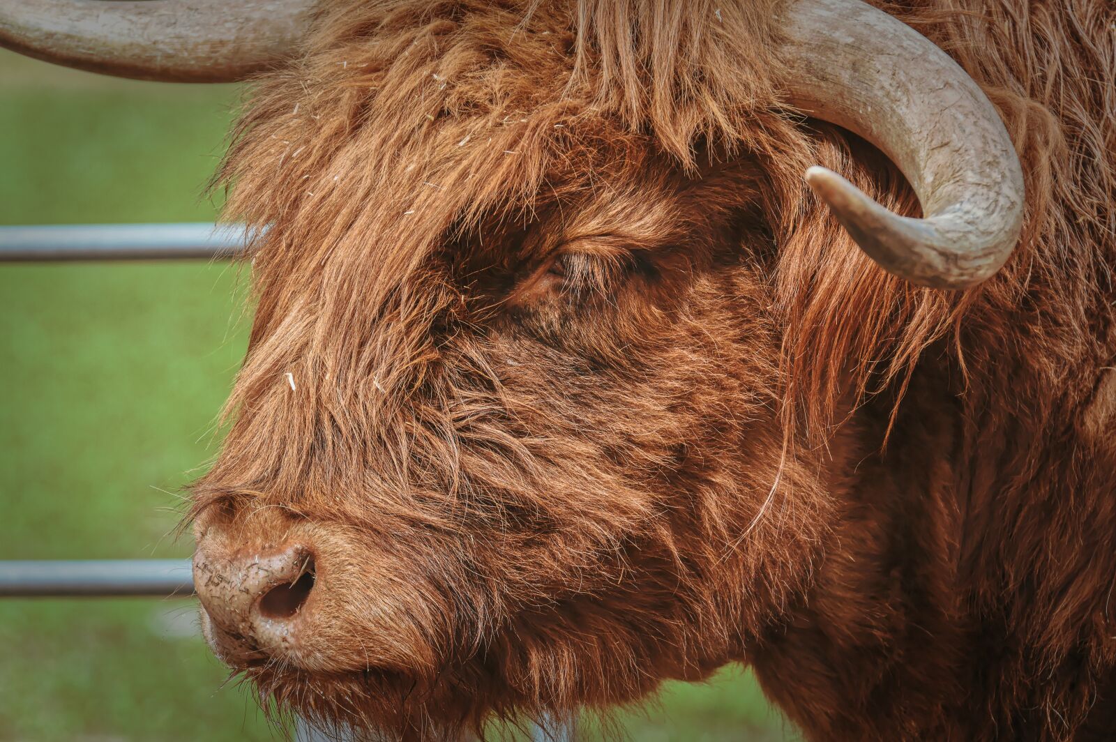 Nikon D3200 sample photo. Highland beef, ungulate, head photography