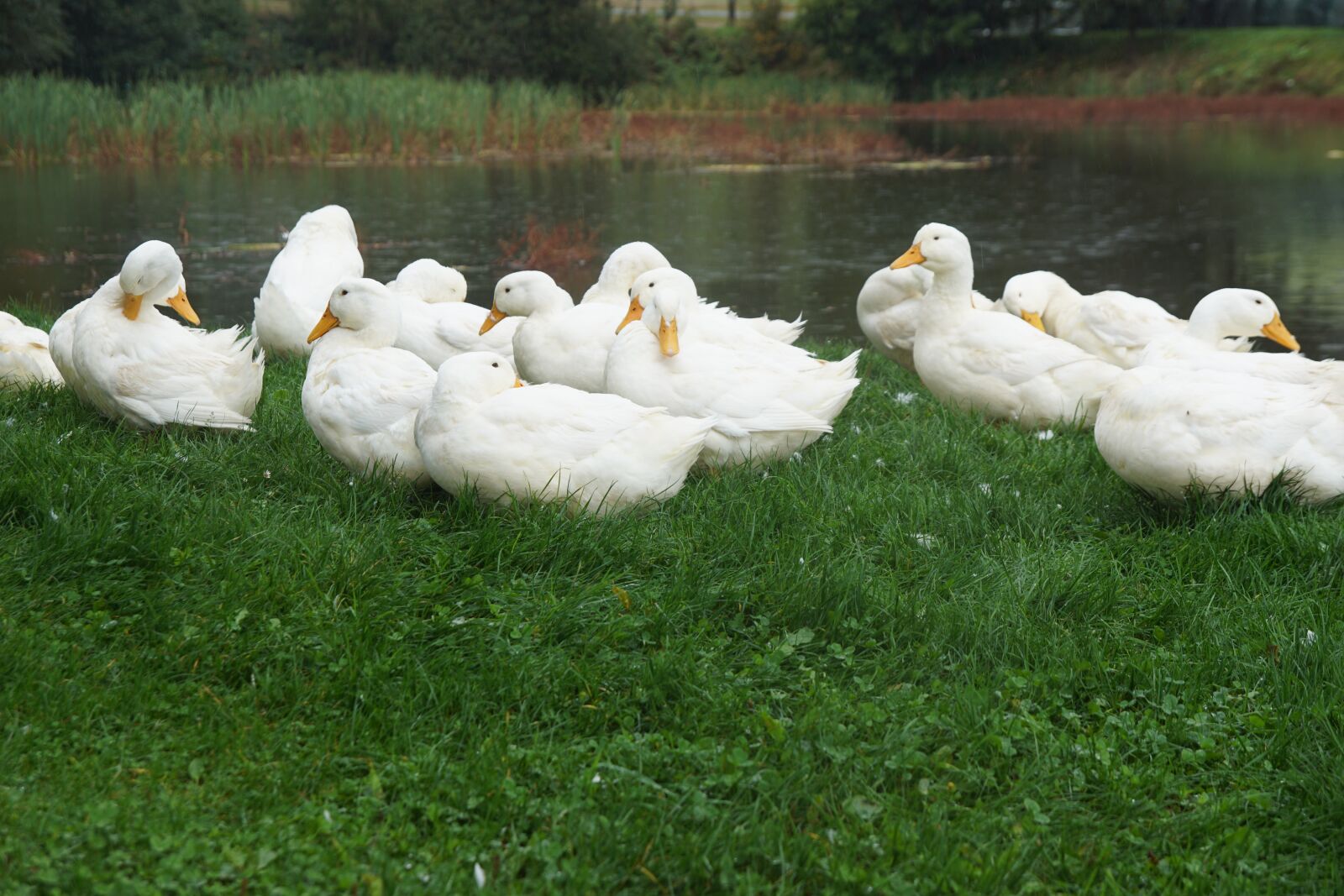 Sony SLT-A68 sample photo. Ducks, geese, bird photography