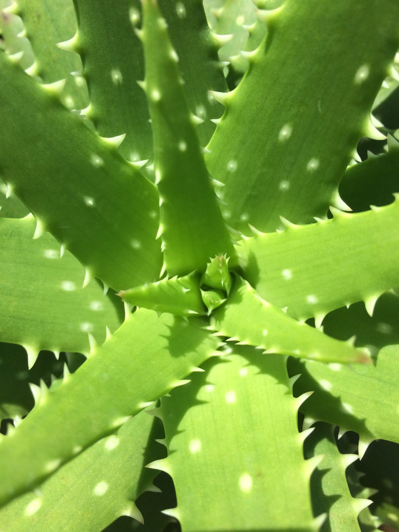 iPhone 5s back camera 4.15mm f/2.2 sample photo. Green, plant, spike photography