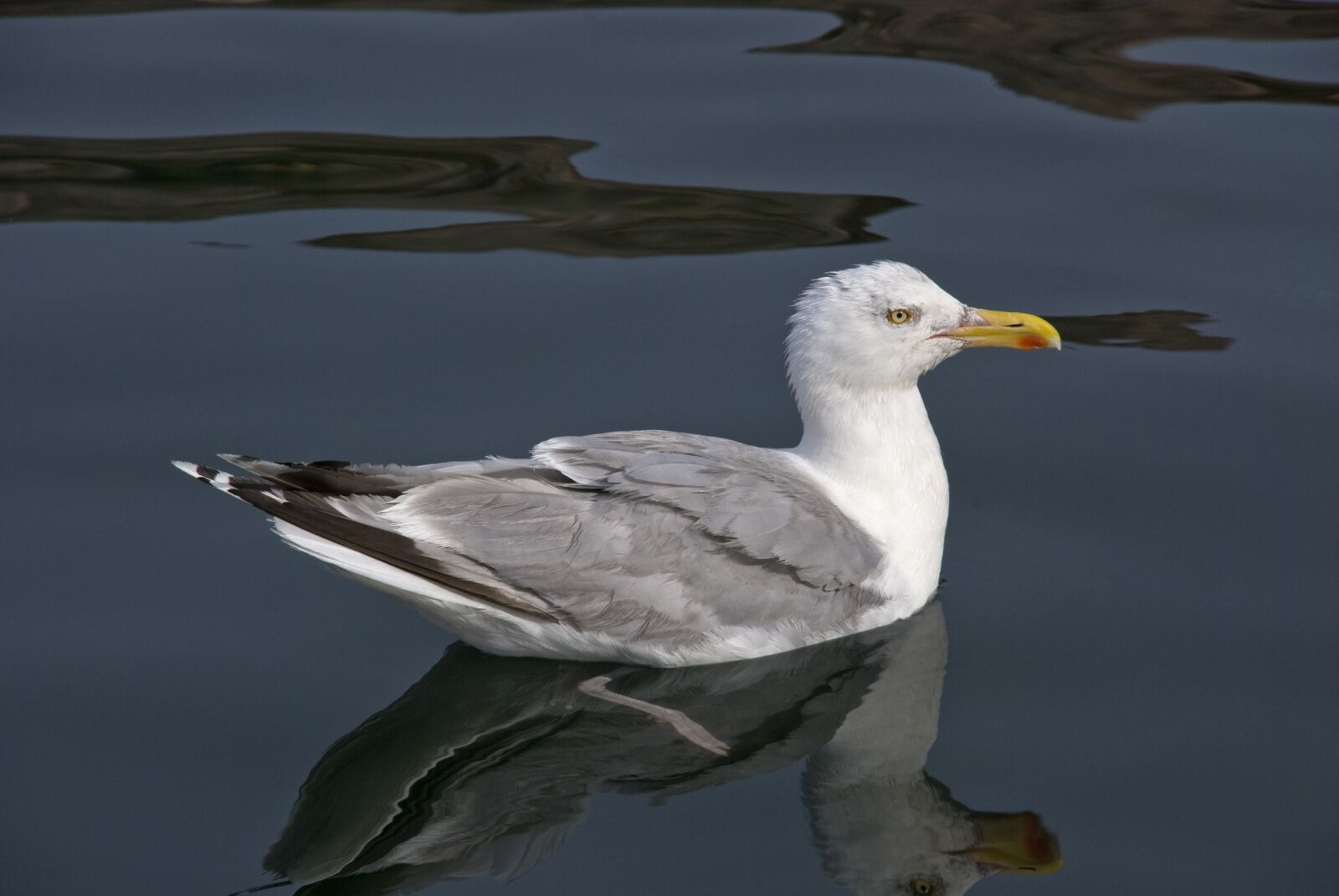 Nikon D80 sample photo. Trut, seagull, seabird photography