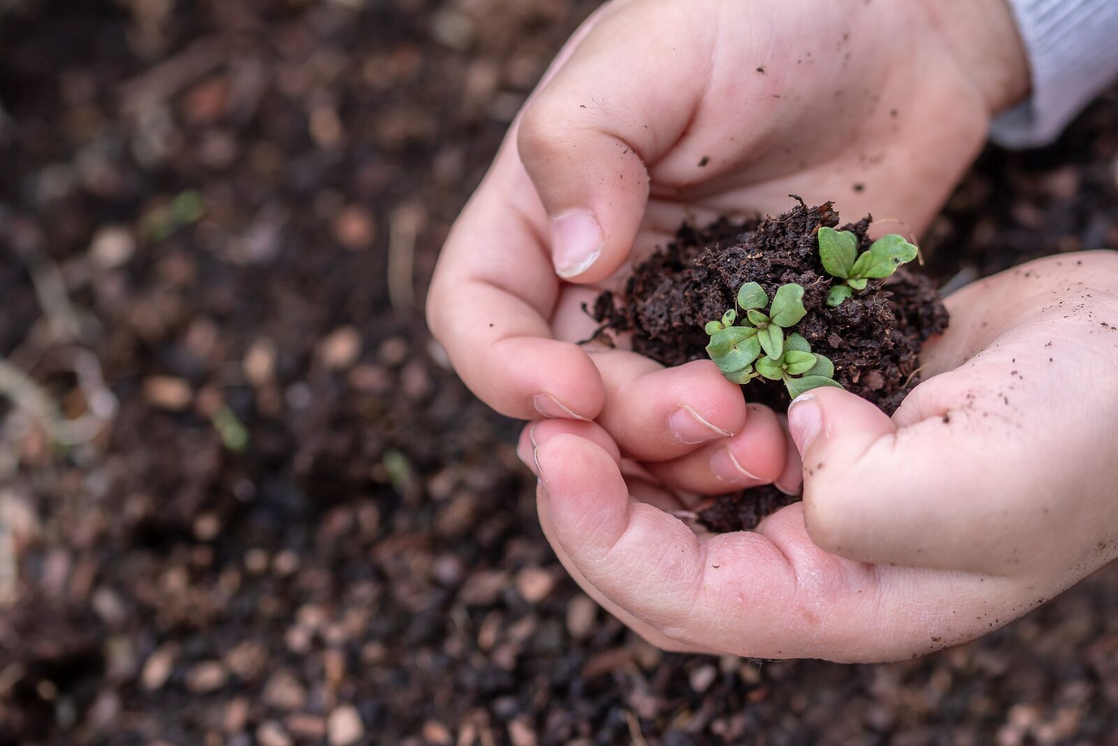 Canon EOS 750D (EOS Rebel T6i / EOS Kiss X8i) sample photo. Seedlings, seed, children's hands photography