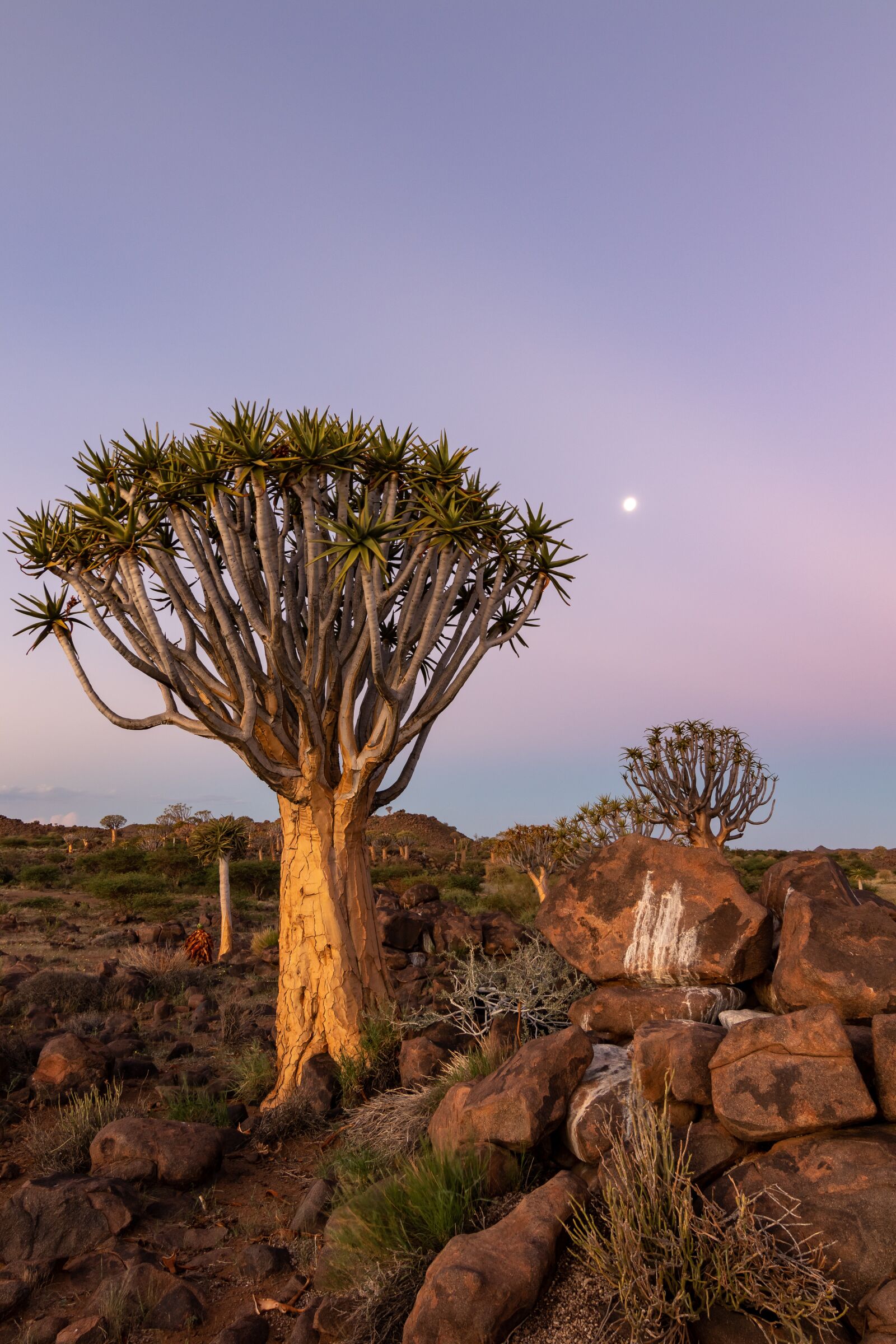 Tokina AT-X Pro 11-16mm F2.8 DX II sample photo. Quiver tree, sunset, namibia photography