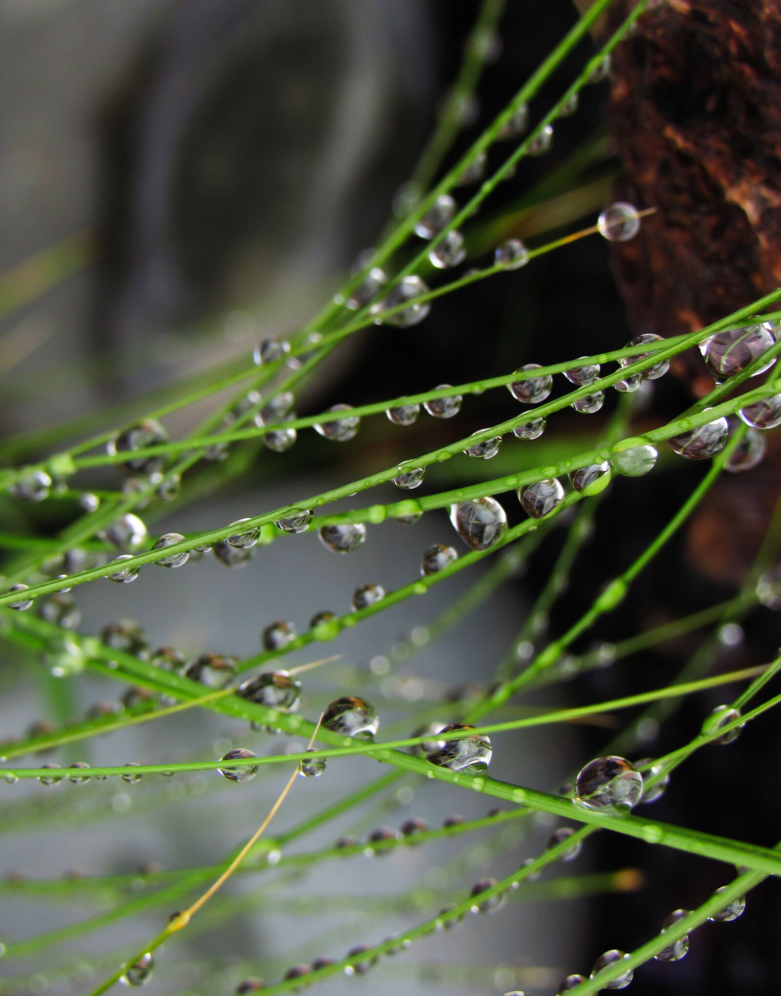 Canon PowerShot SX530 HS sample photo. Raindrop, drop, doplet photography
