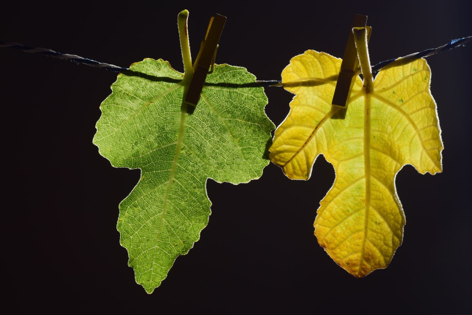 Nikon D3300 sample photo. Leaves, fig leaves, green photography