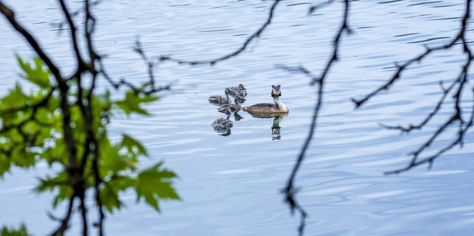 Nikon D7200 sample photo. Birds, nature, animal photography