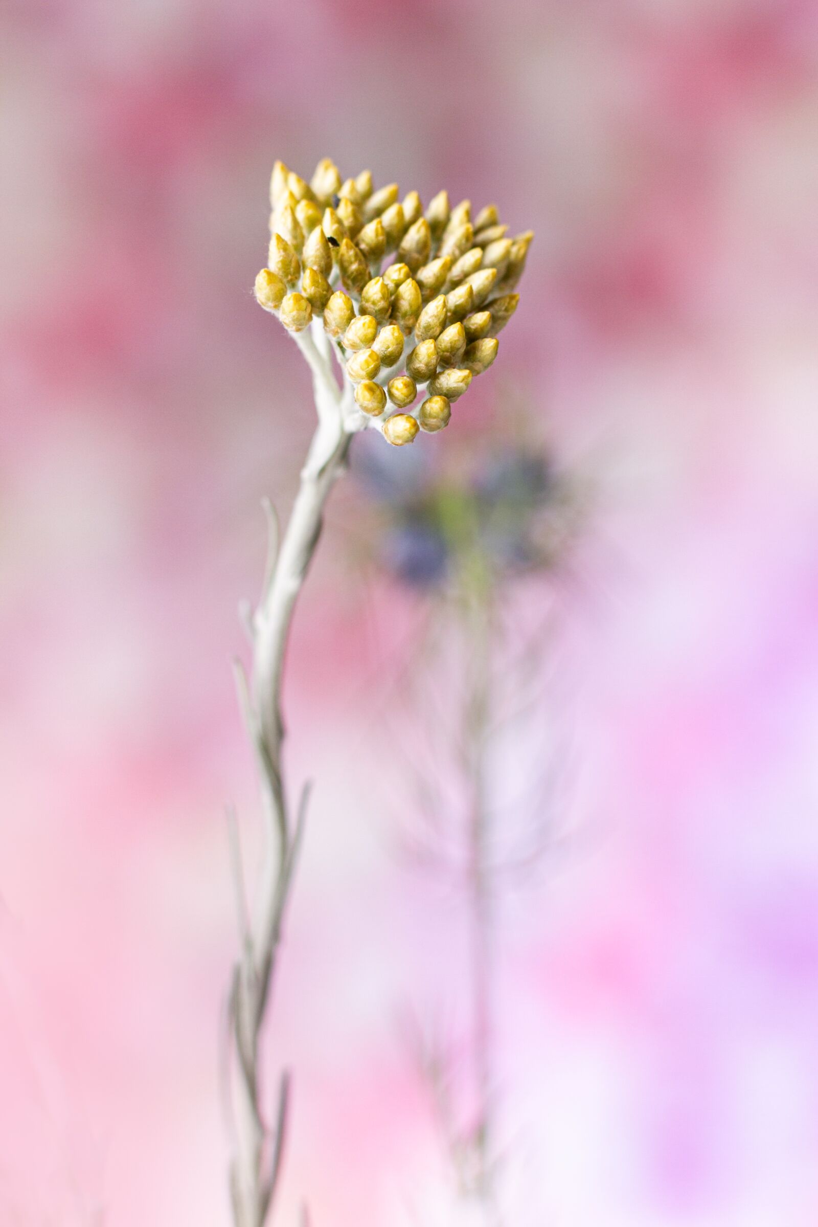 Canon EOS 7D sample photo. Flower, yellow, spring photography