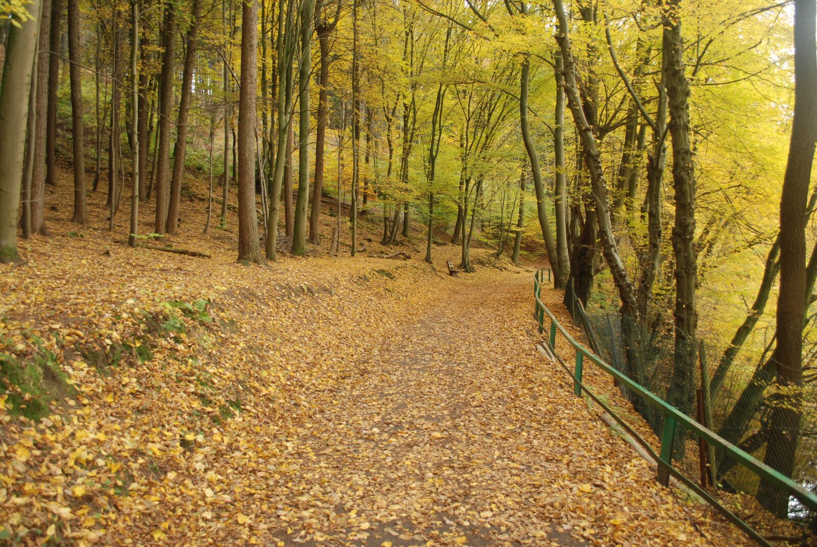 Nikon D60 sample photo. Autumn, forest, trees photography