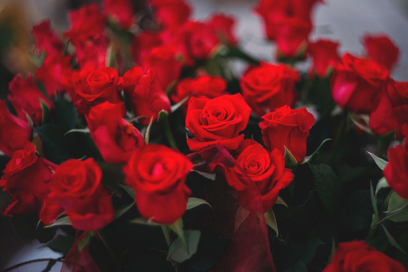 Canon EOS 6D sample photo. Red, roses, flowers photography