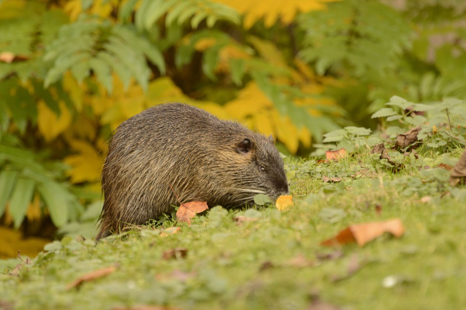 Nikon D3200 sample photo. Nutria, nature, animal world photography