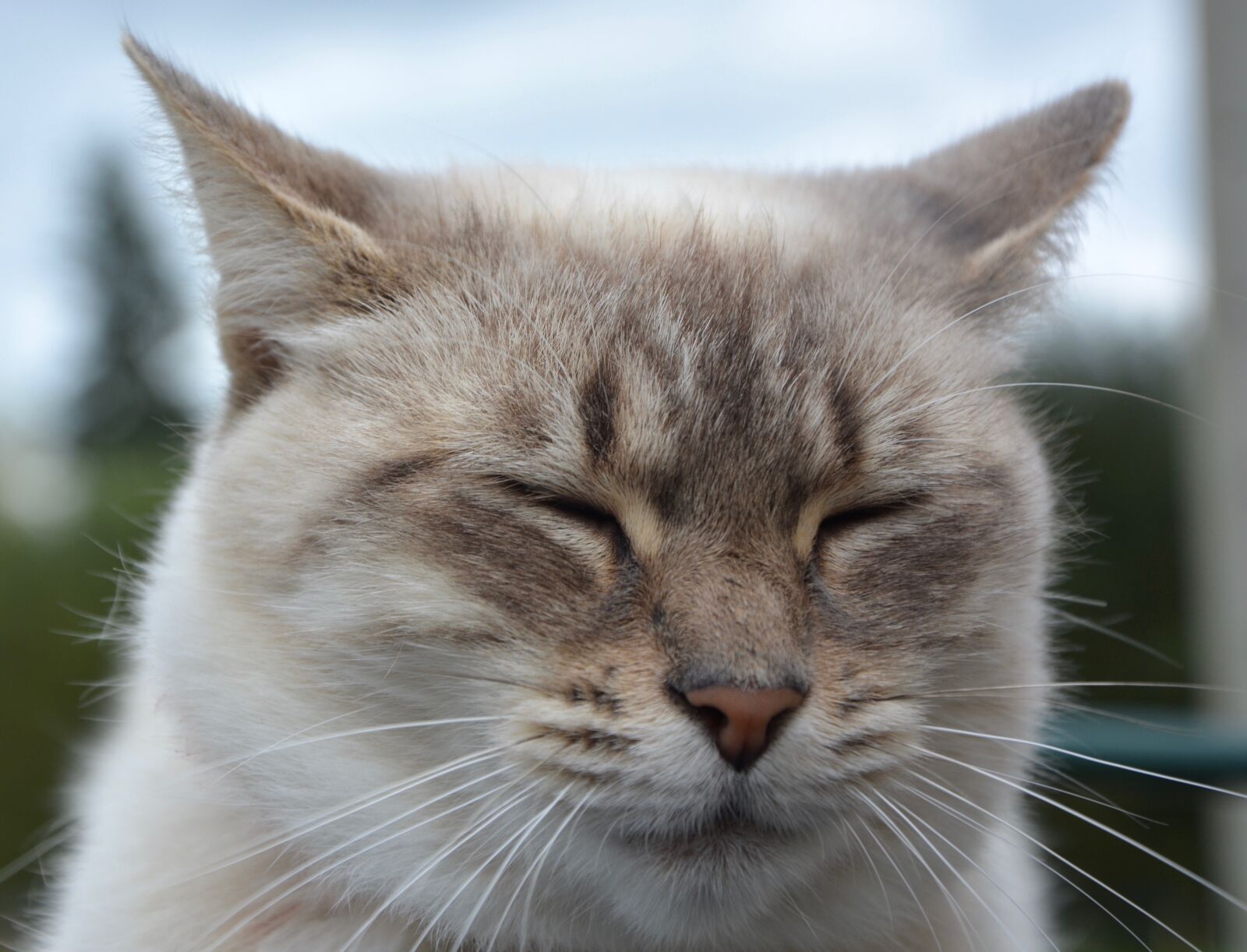 Nikon D5200 sample photo. Cat, portrait, head photography
