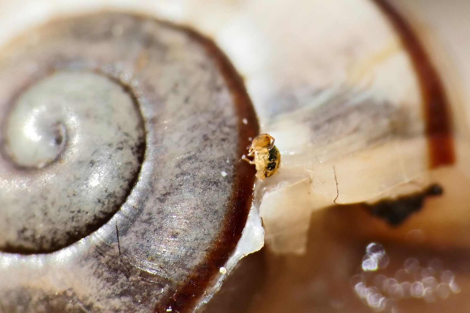 Panasonic Lumix DMC-FZ1000 sample photo. Snail, shell, slowly photography