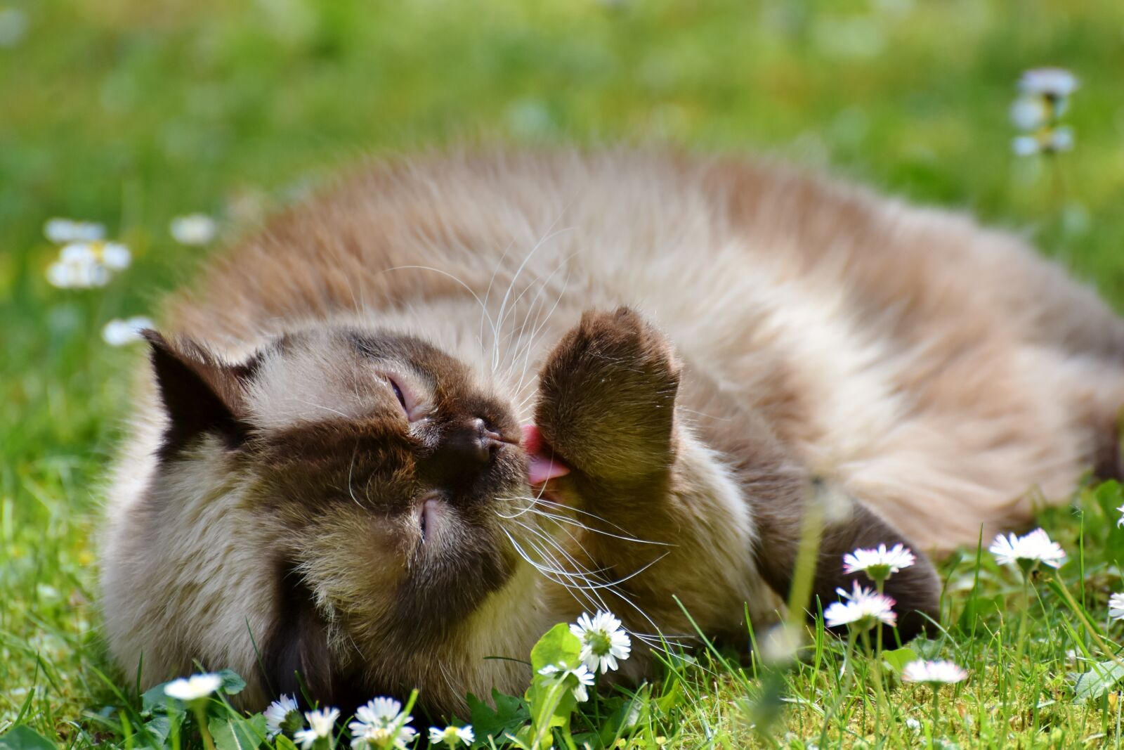 Nikon D7200 sample photo. Cat, breed cat, british photography
