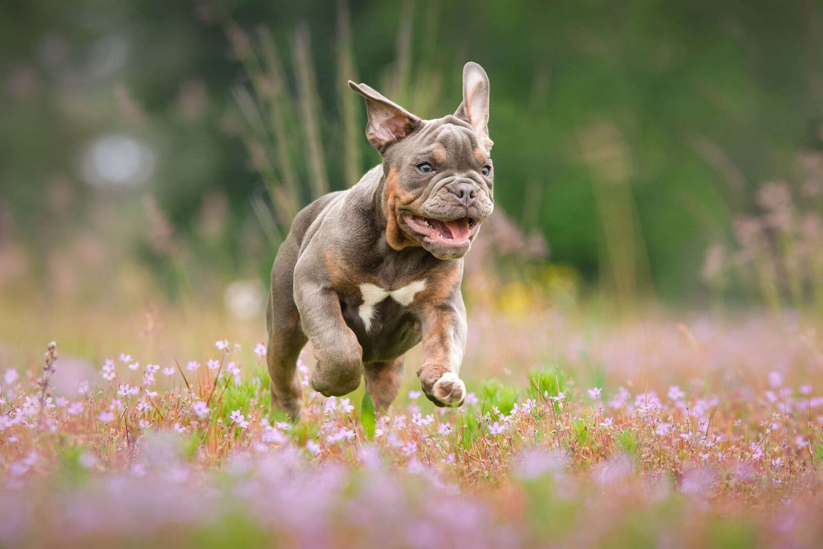 Nikon D7200 sample photo. Puppies, bulldog, cute photography