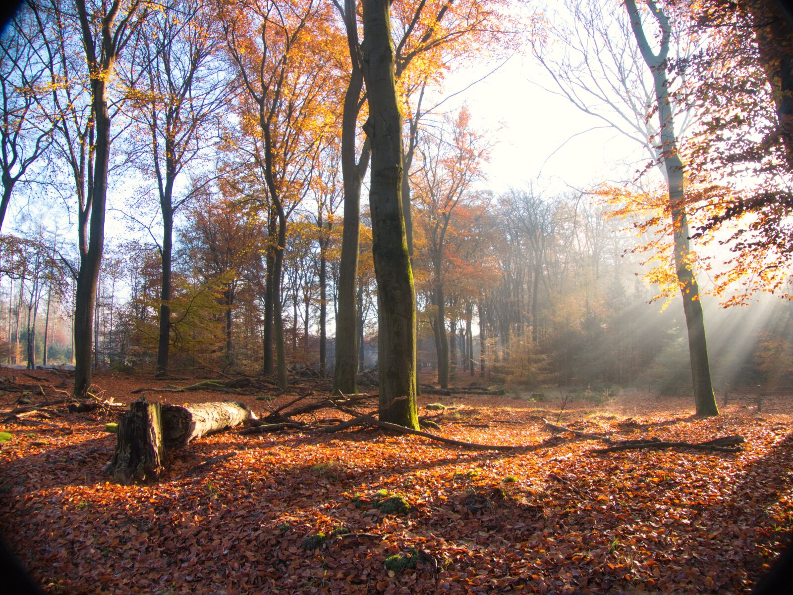 Panasonic Lumix DMC-FZ300 sample photo. Forest, autumn, sunlight photography