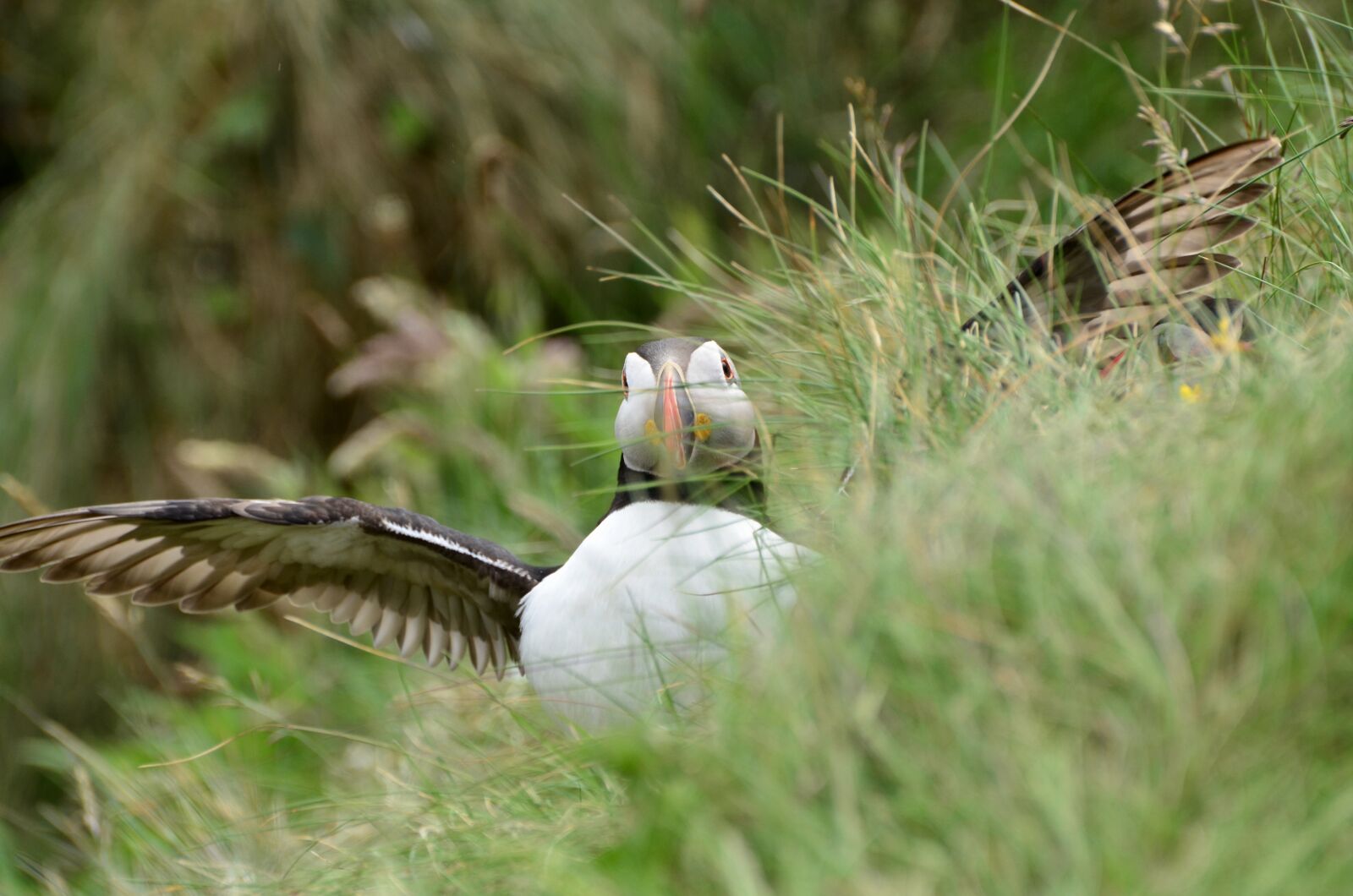 Nikon D7000 sample photo. Puffin, bird, bill photography