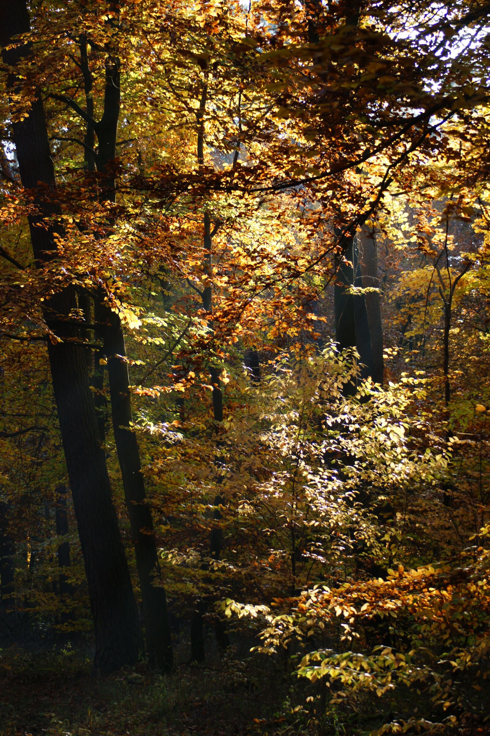 Sony Alpha DSLR-A390 sample photo. Autumn, forest, trees photography