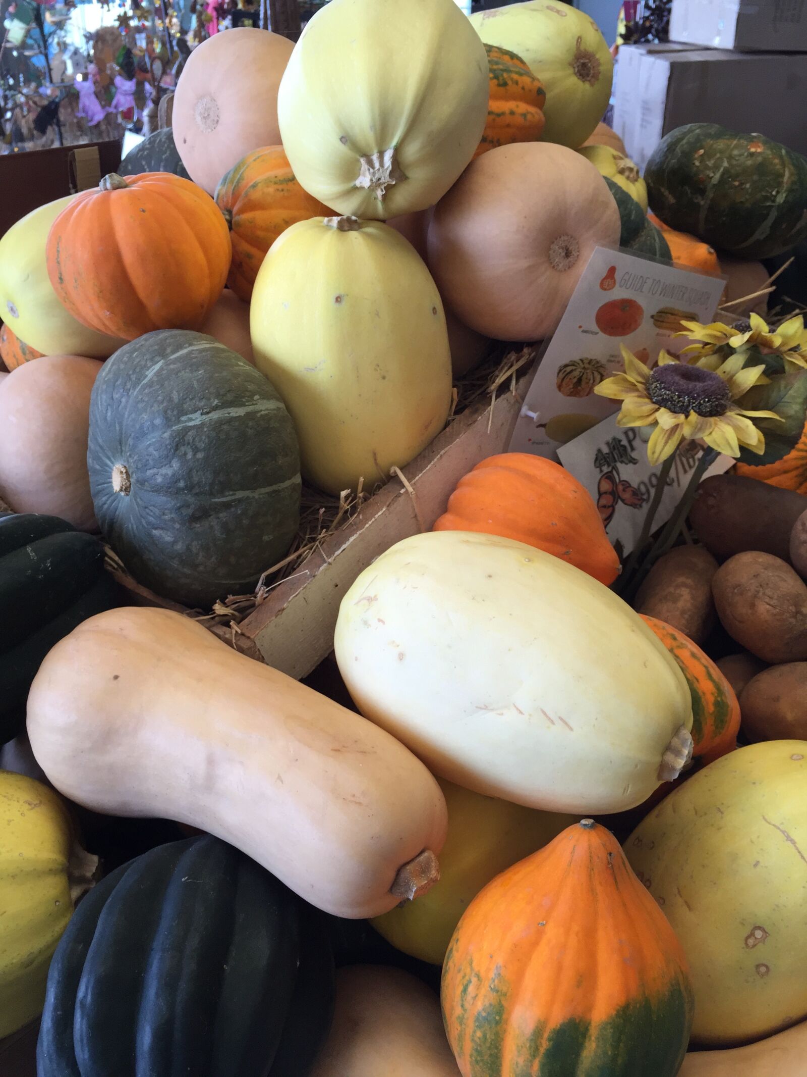 iPhone 6 Plus back camera 4.15mm f/2.2 sample photo. Pumpkin, the pumpkin, orange photography