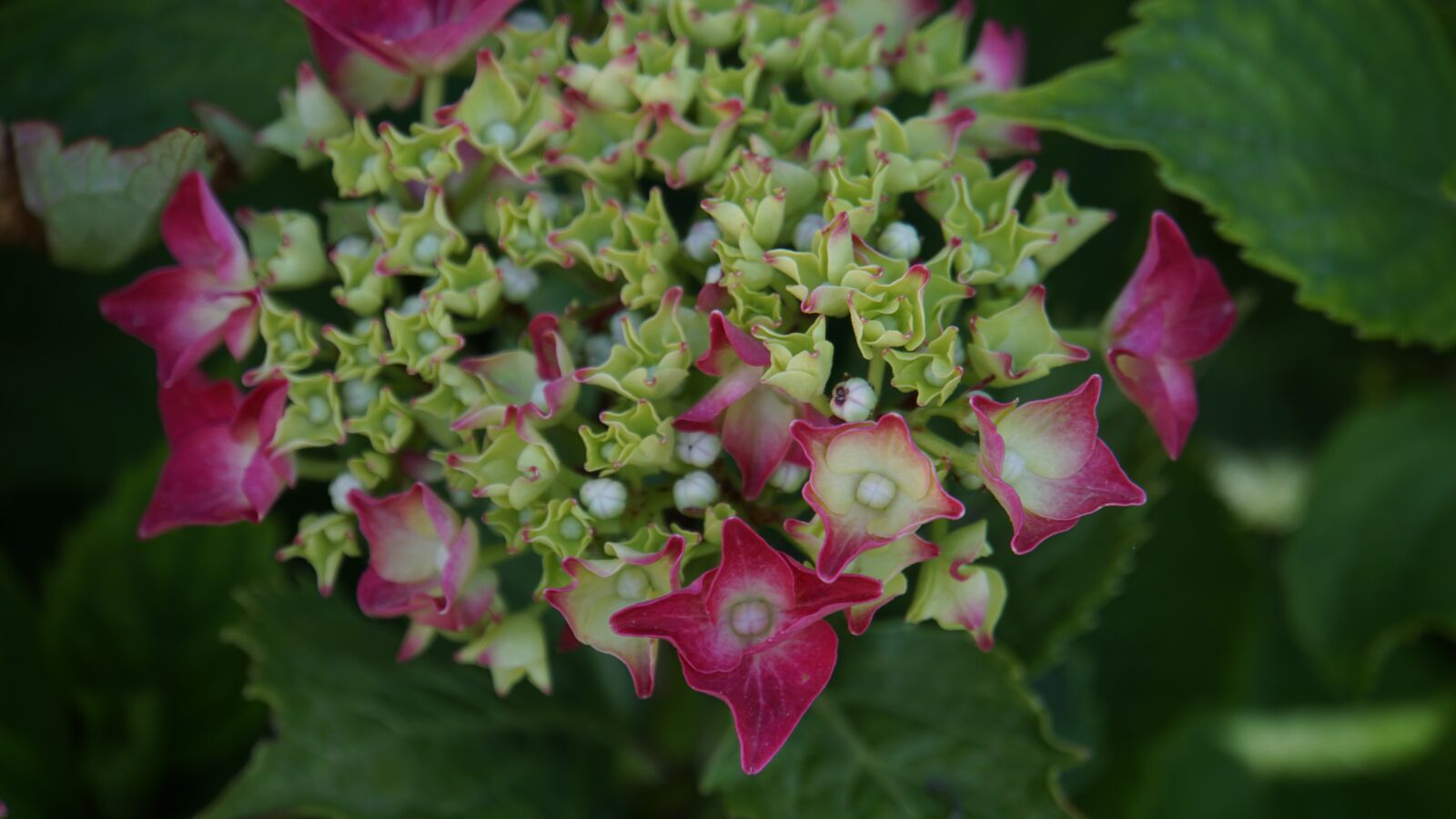 Sony E 18-200mm F3.5-6.3 OSS LE sample photo. Hydrangea, flowers, bloom photography