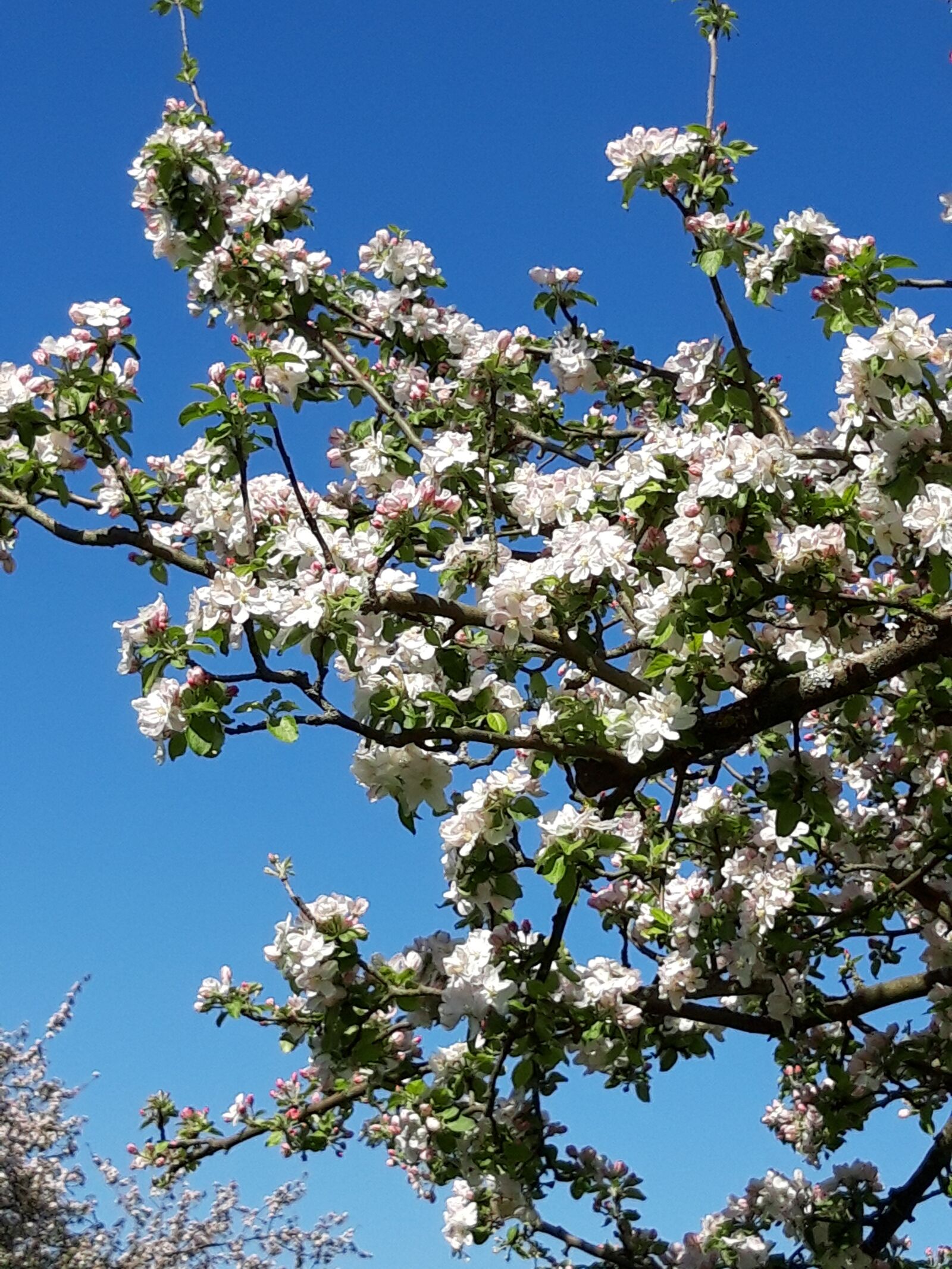 Samsung Galaxy A6 sample photo. Apple tree, spring, apple photography