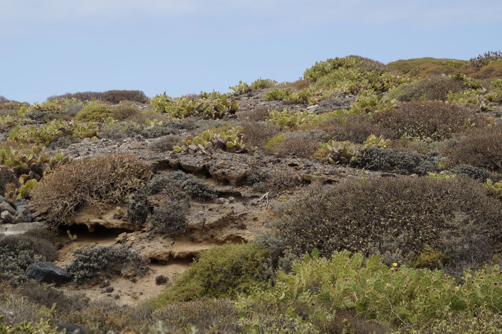 Sony SLT-A58 sample photo. Landscape, cactus, karg photography