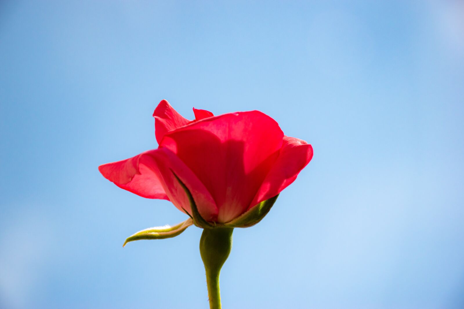 Nikon D5600 sample photo. Rose, bud, flower photography