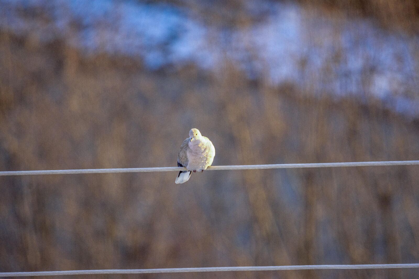Nikon D7200 sample photo. Bird, nature, wildlife photography