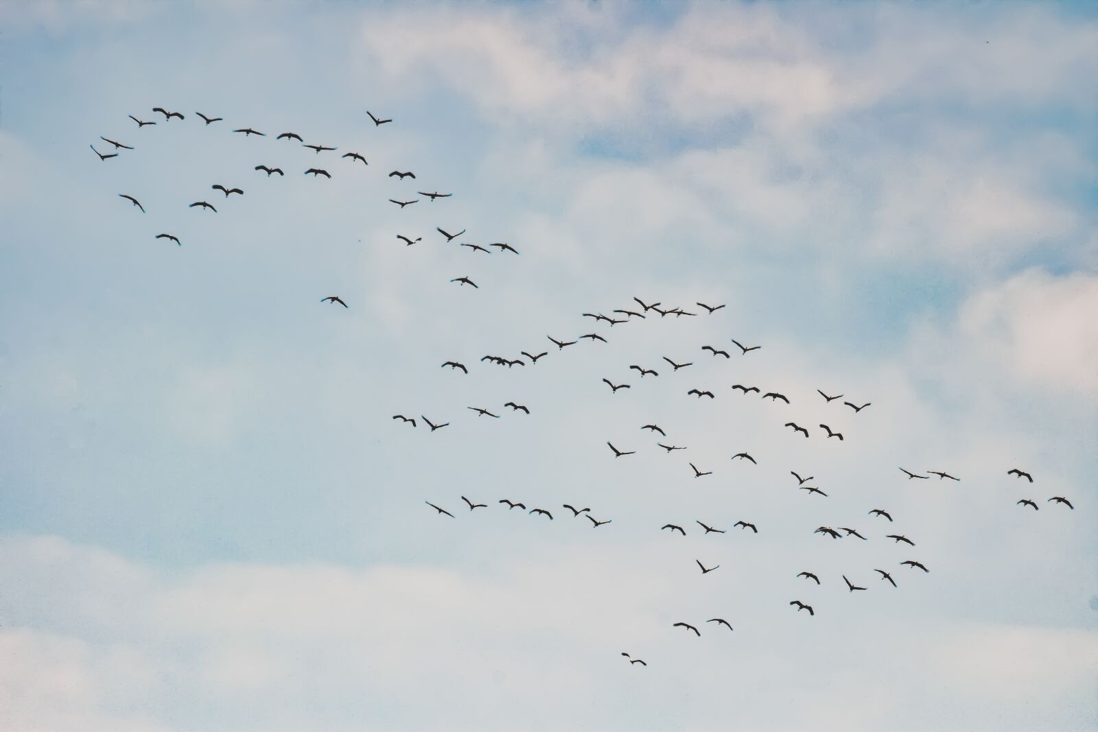 Nikon D3300 sample photo. Flock, birds, migratory photography