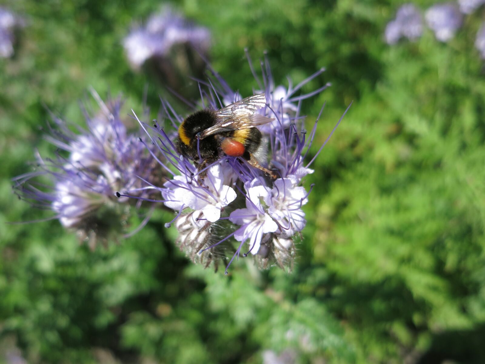 Canon PowerShot S110 sample photo. Hummel, nectar, blossom photography