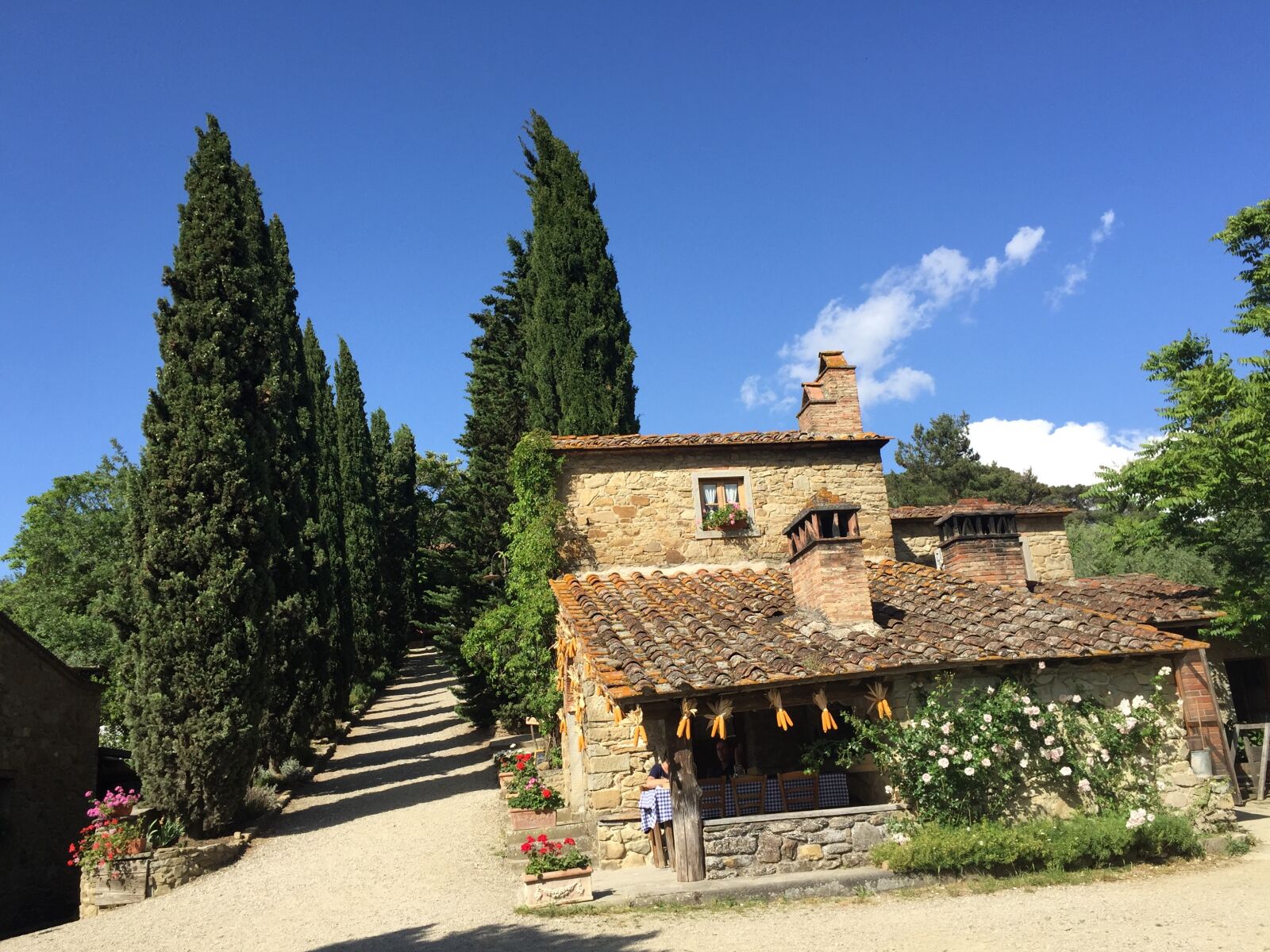 Apple iPhone 6 sample photo. La vialla, toscana, cypress photography