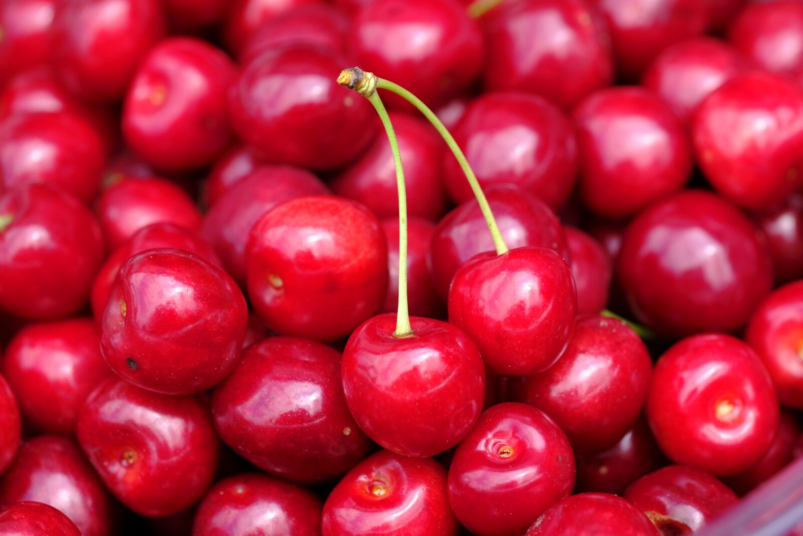 Fujifilm X-T2 + Fujifilm XF 80mm F2.8 R LM OIS WR Macro sample photo. Cherry, sweet cherry, bird photography