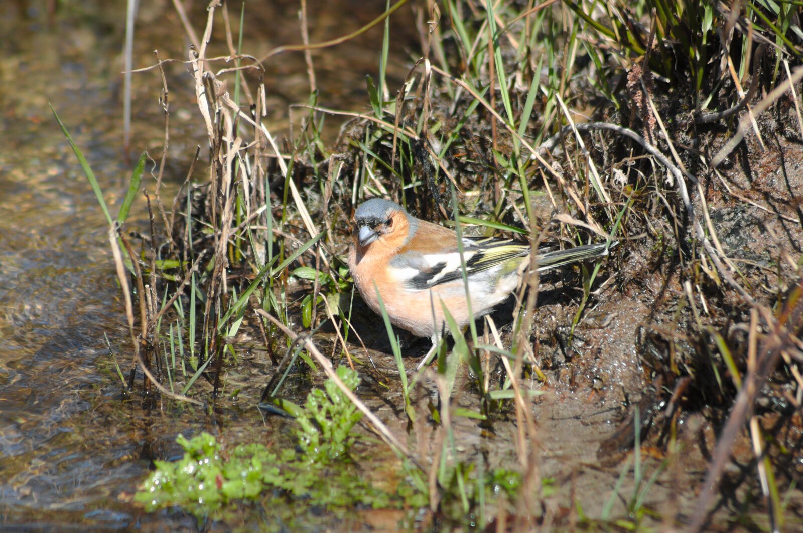 Canon EOS 50D sample photo. Chaffinch, bird, water photography