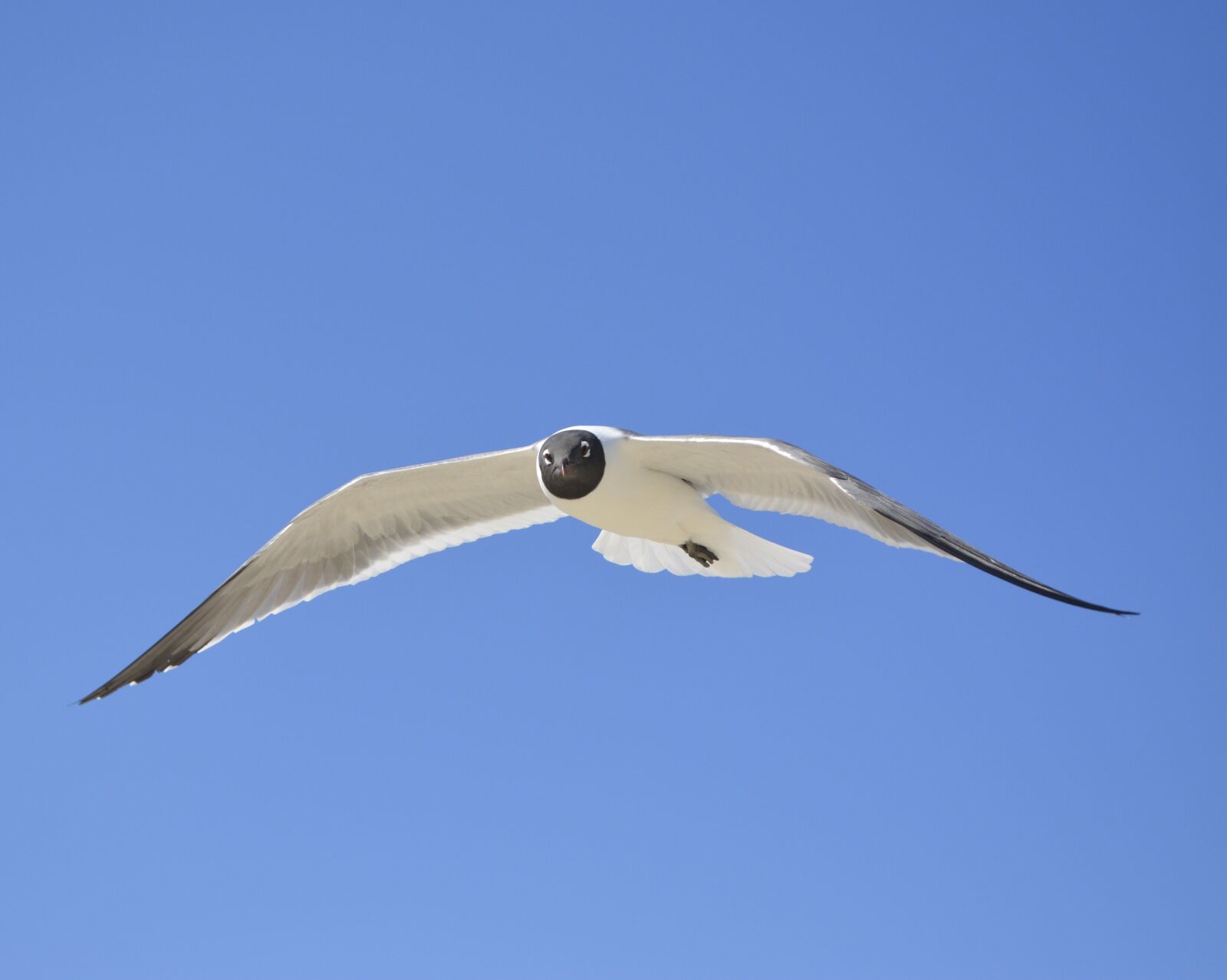 Nikon D5200 sample photo. Seagull, laughing gull, nc photography