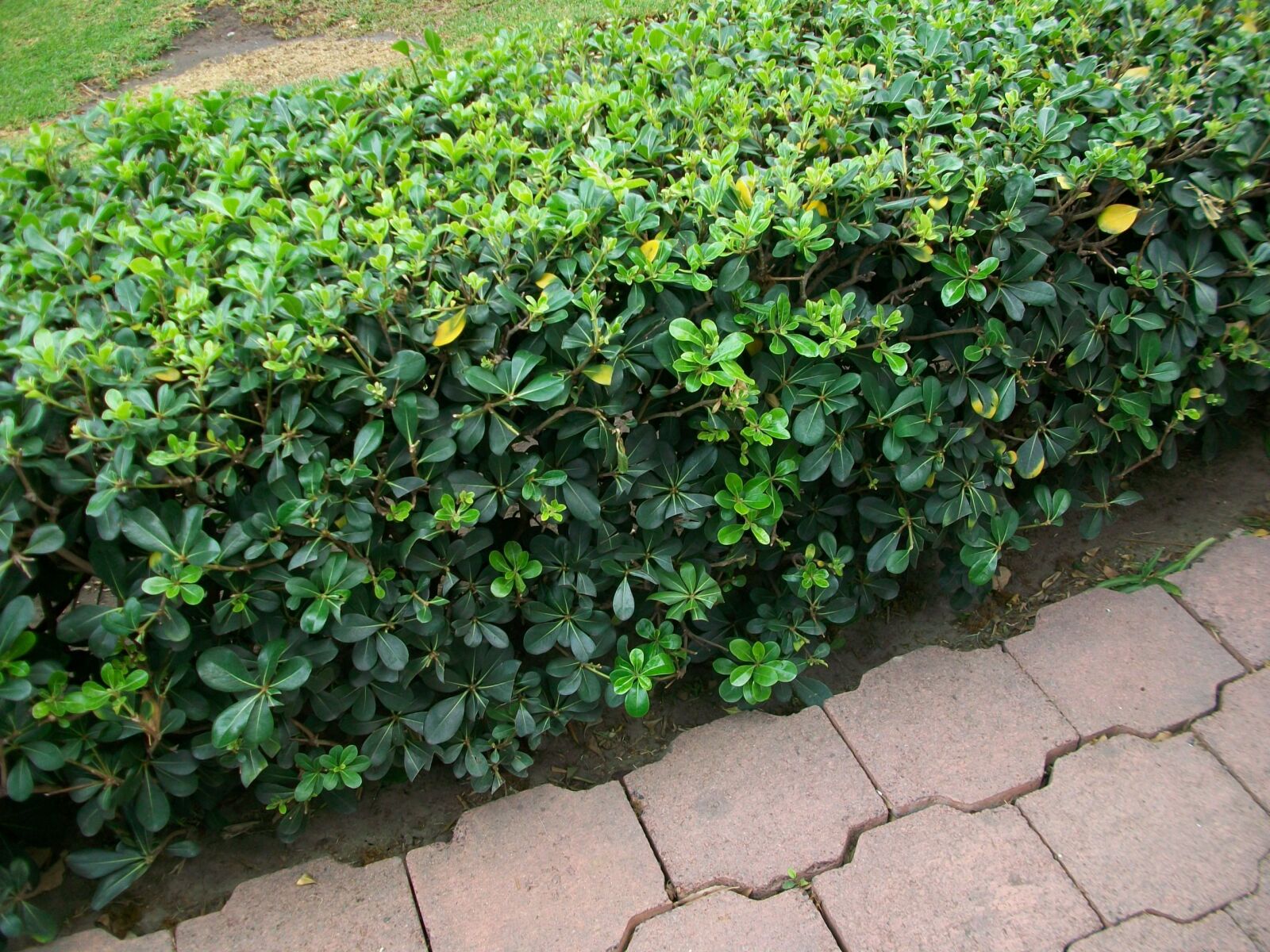 Kodak EASYSHARE M1063 DIGITAL CAMERA sample photo. Green, plant, garden photography