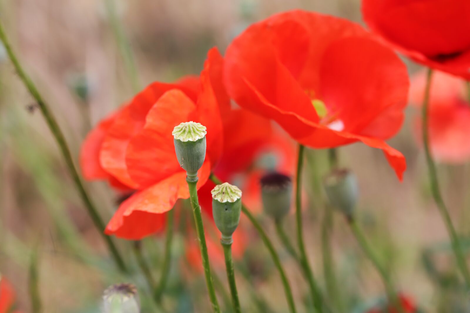 Canon EOS 6D Mark II sample photo. Poppy, flowers, plants photography