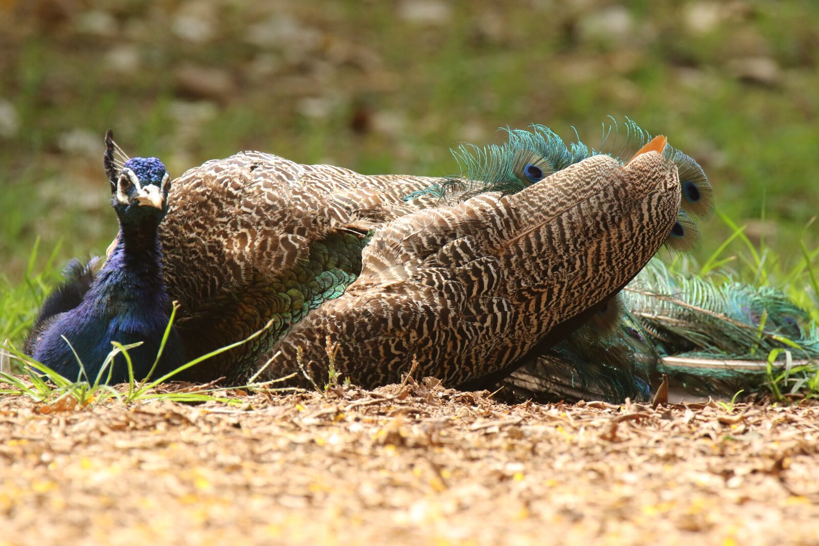 Canon EOS 7D Mark II sample photo. Peacock, beauty, rest photography